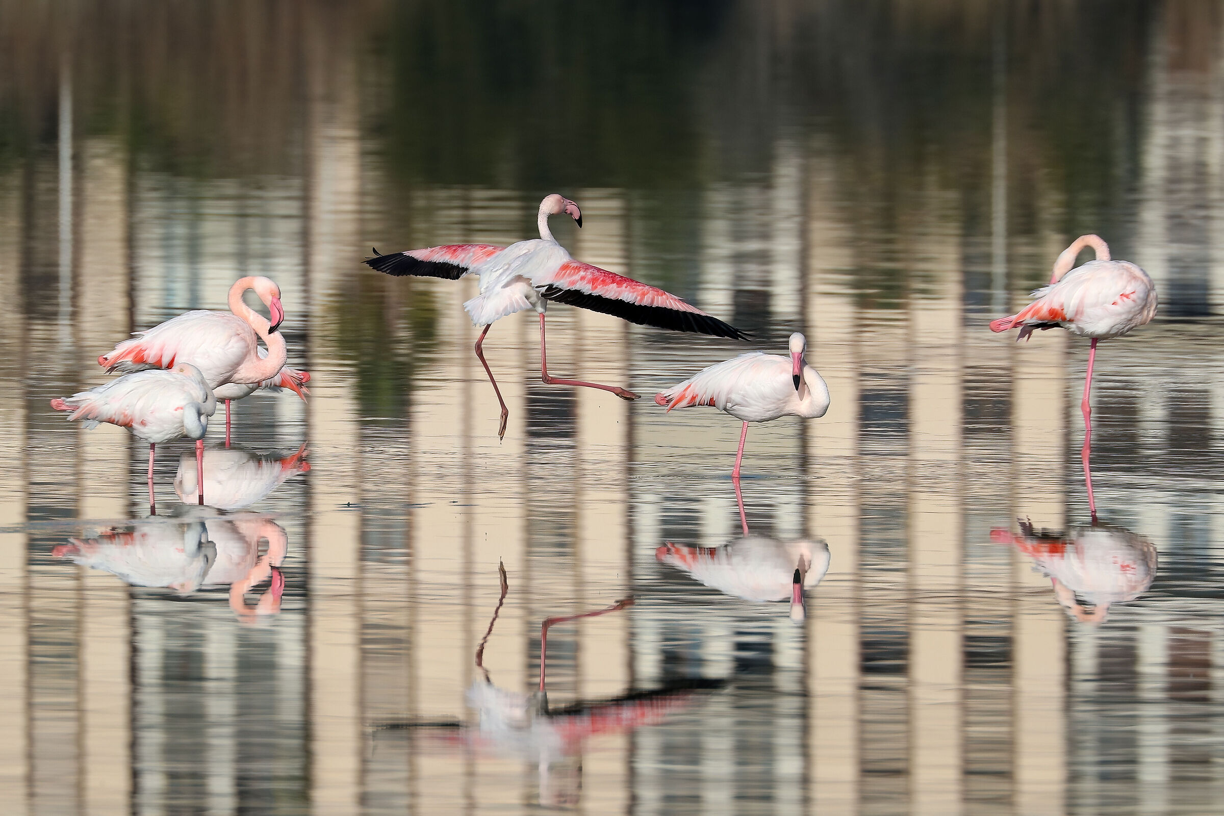 Pink flamingos