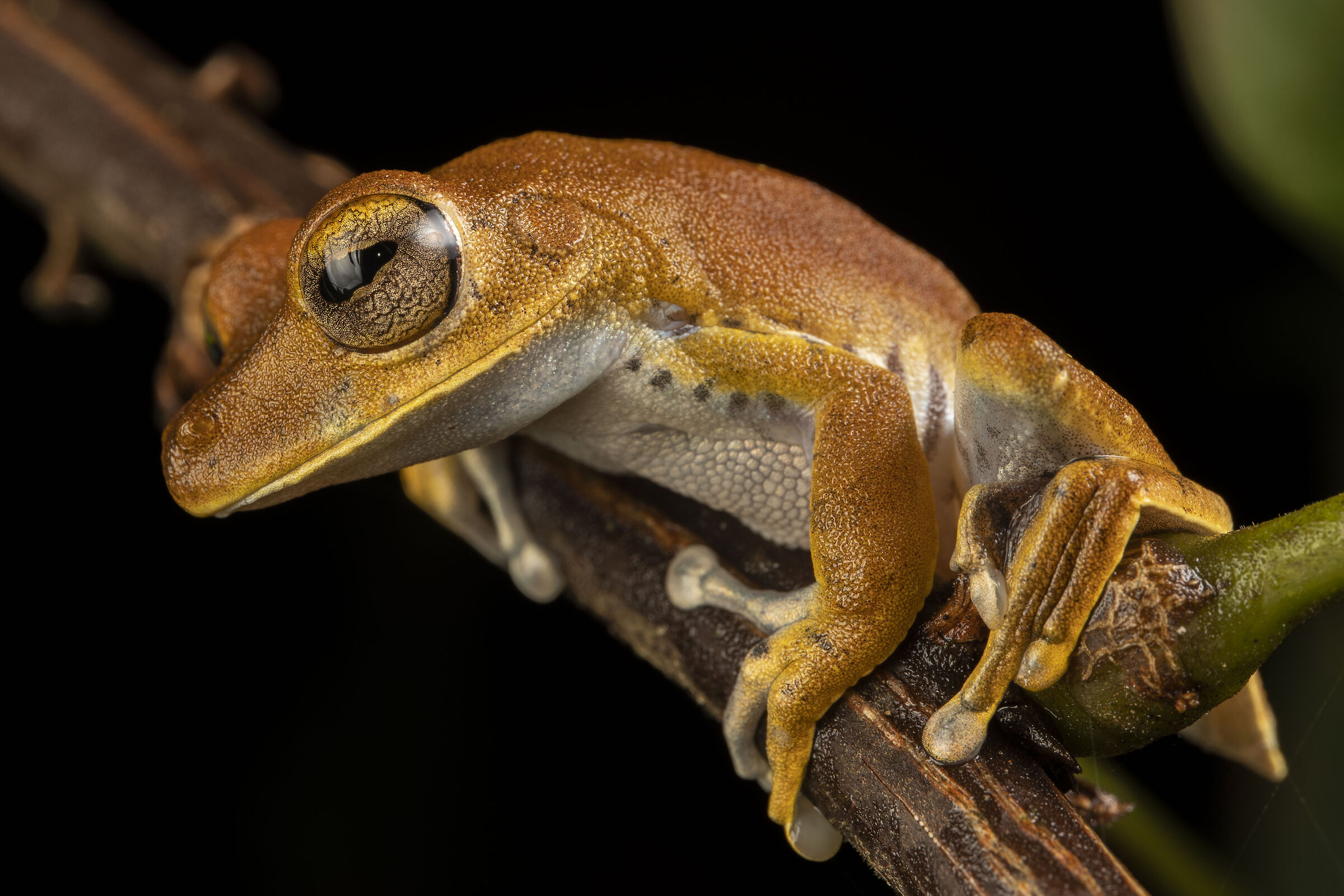 Boana calcarata