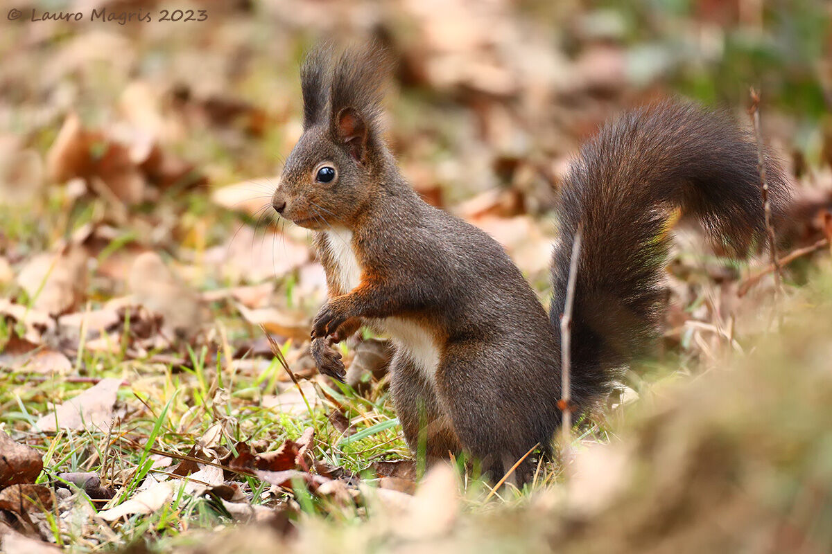 Among the dry leaves