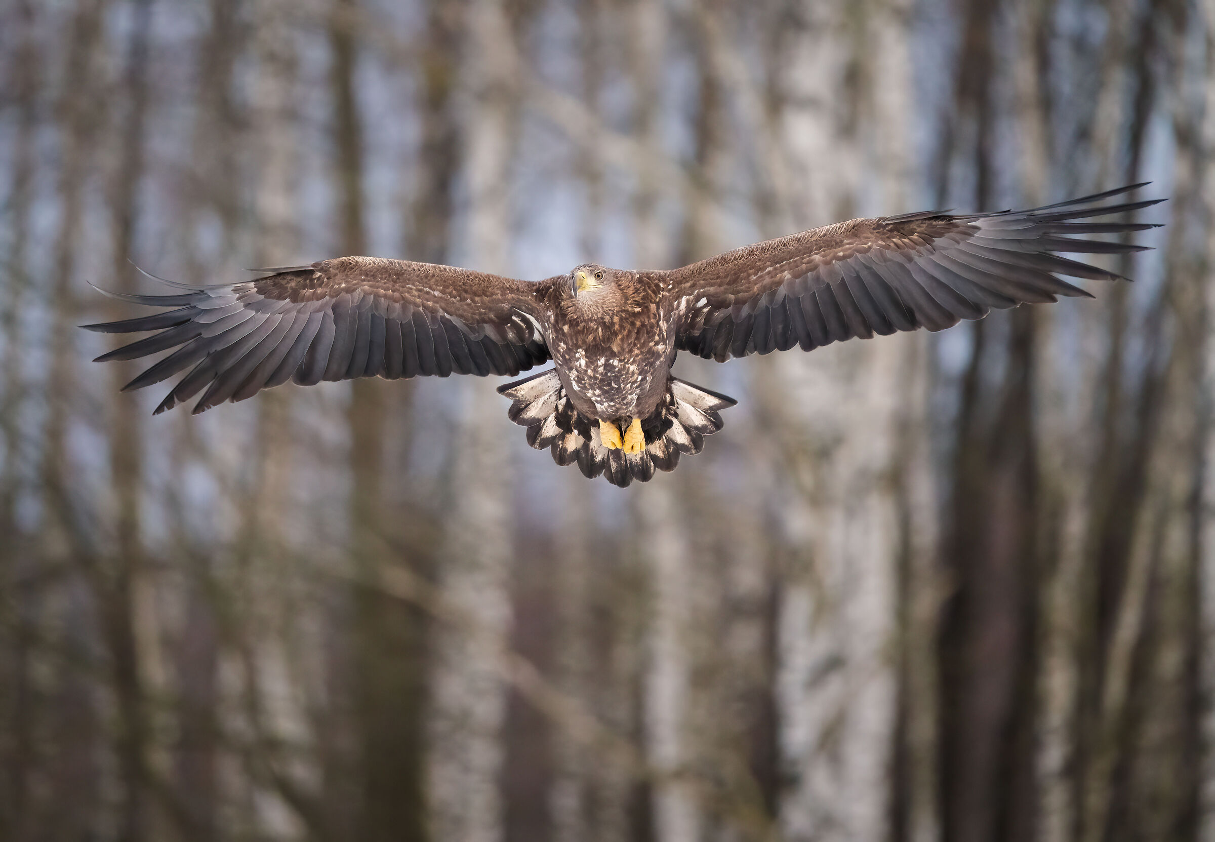 Aquila di mare coda bianca