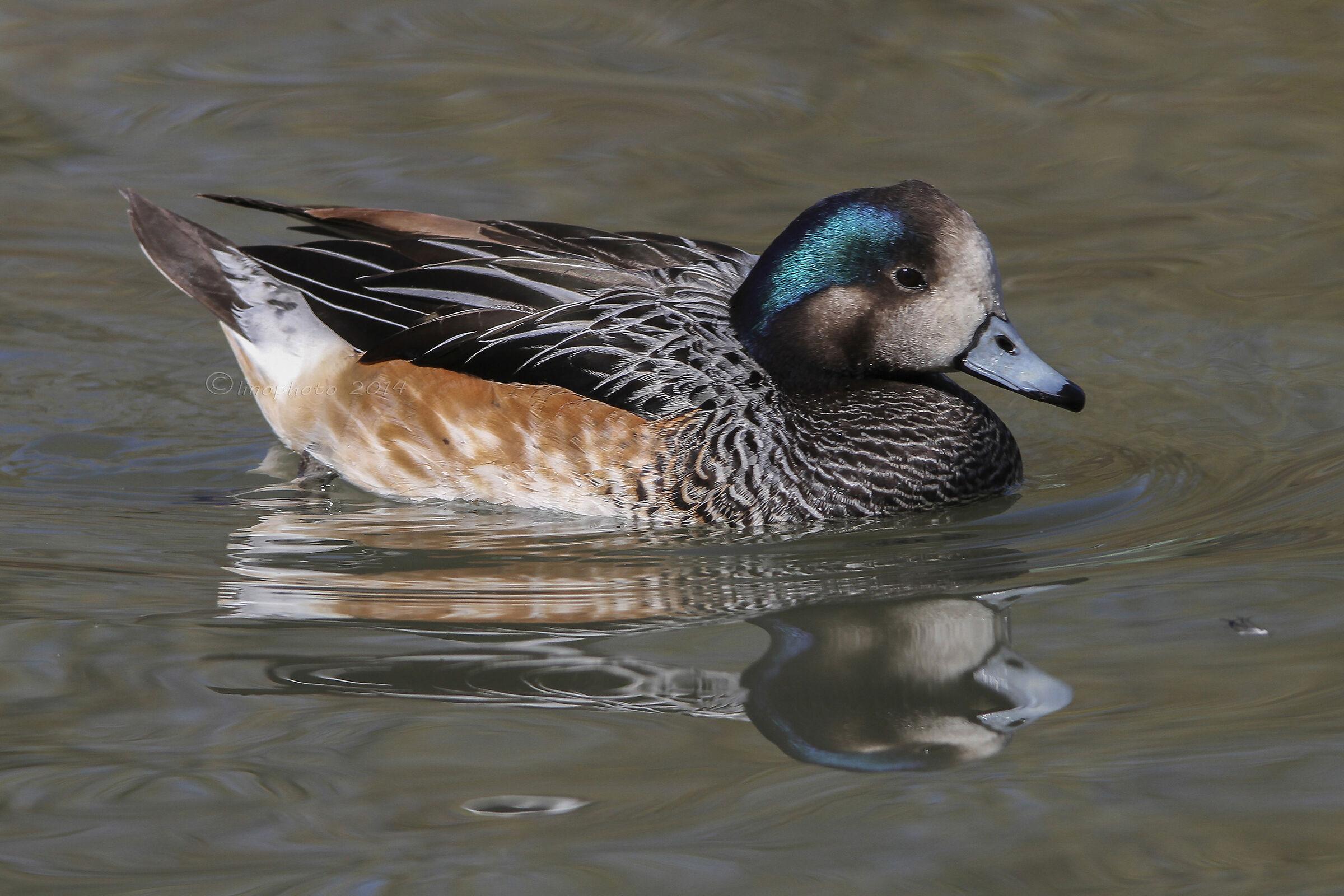 Fischione del Cile (Anas sibilatrix)