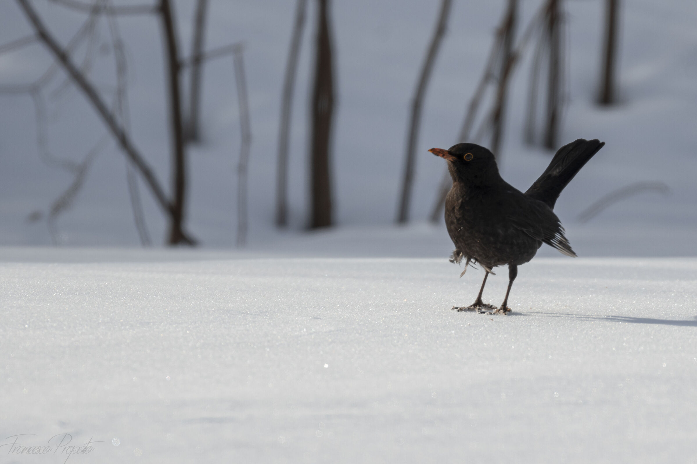 Il Merlo (Turdus merula)