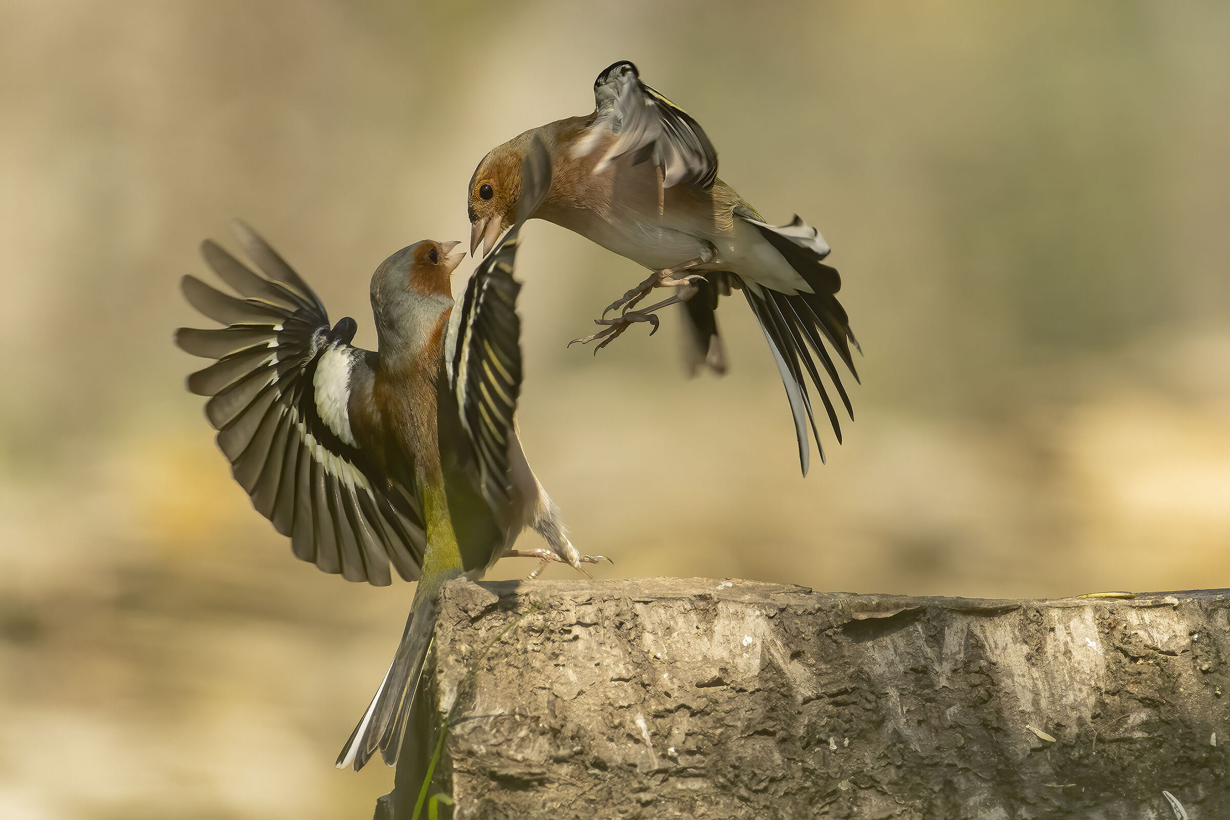 finches