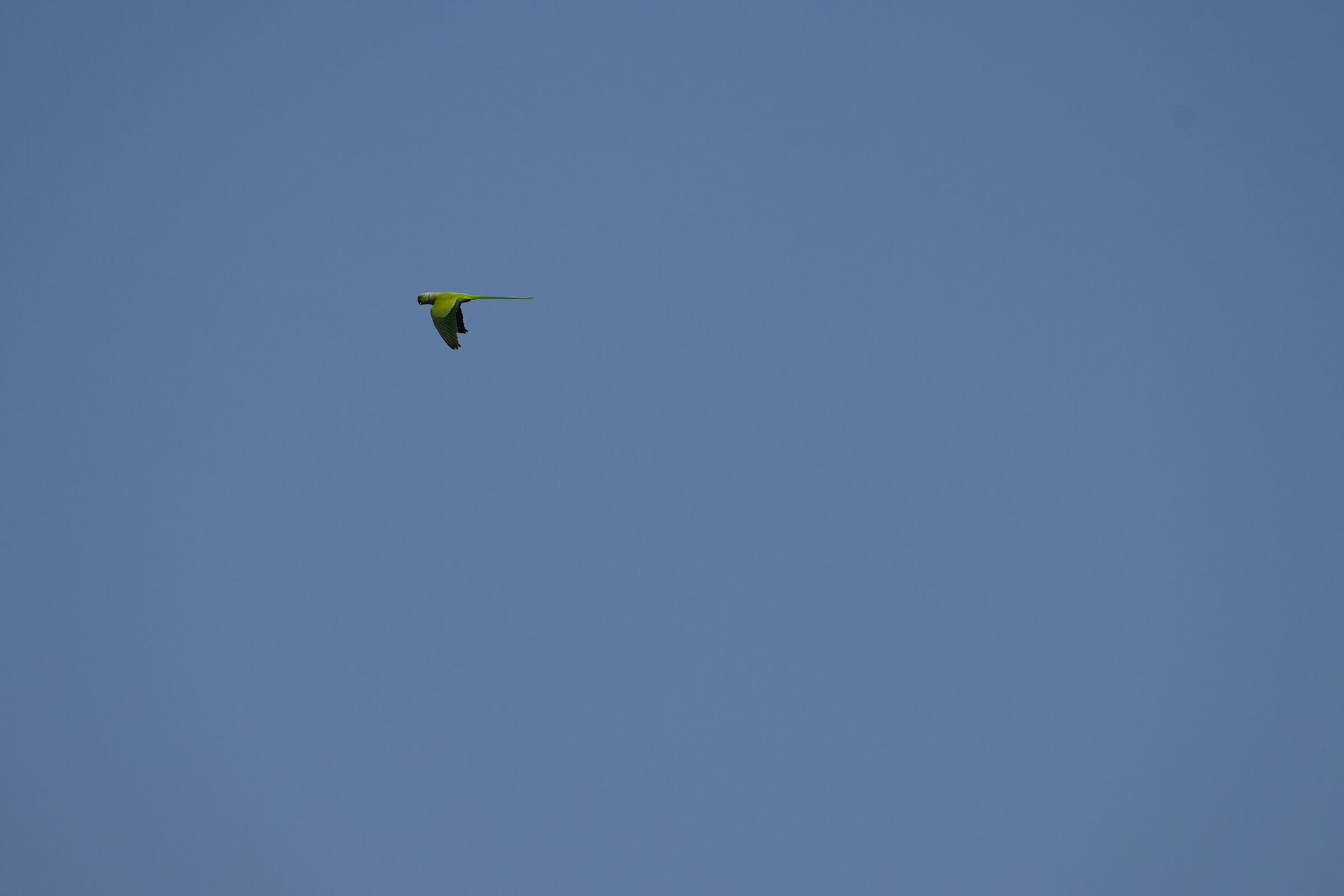 Parrocchetto dal collare