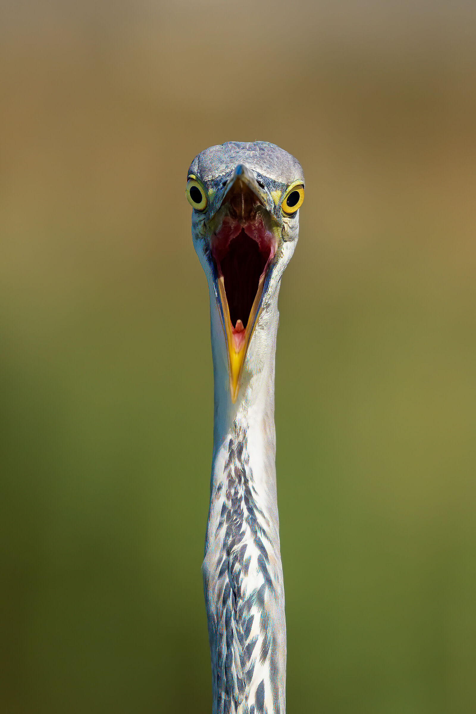 Do di petto - Airone cenerino (Ardea cinerea)