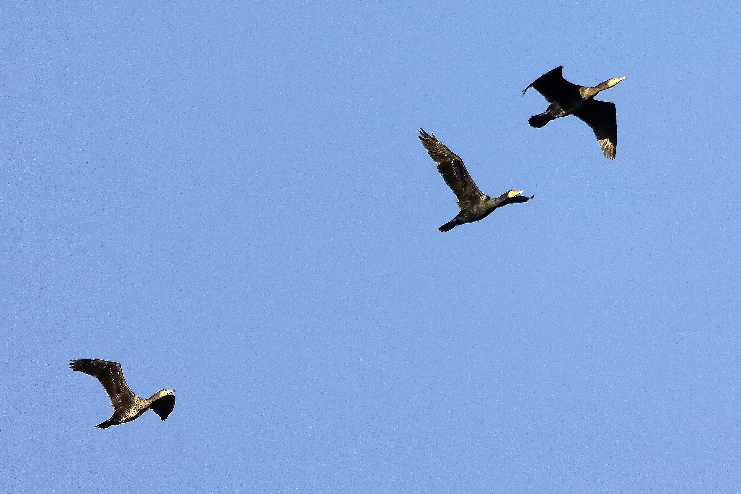 Cormorani 23 novembre 2022