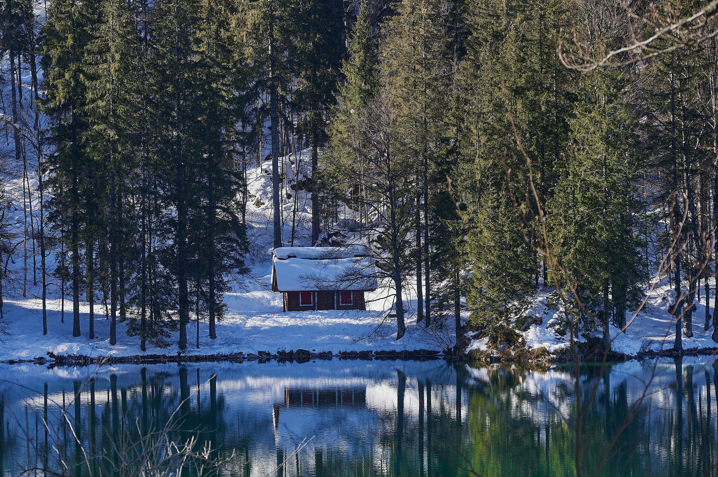 Il silenzio del bosco