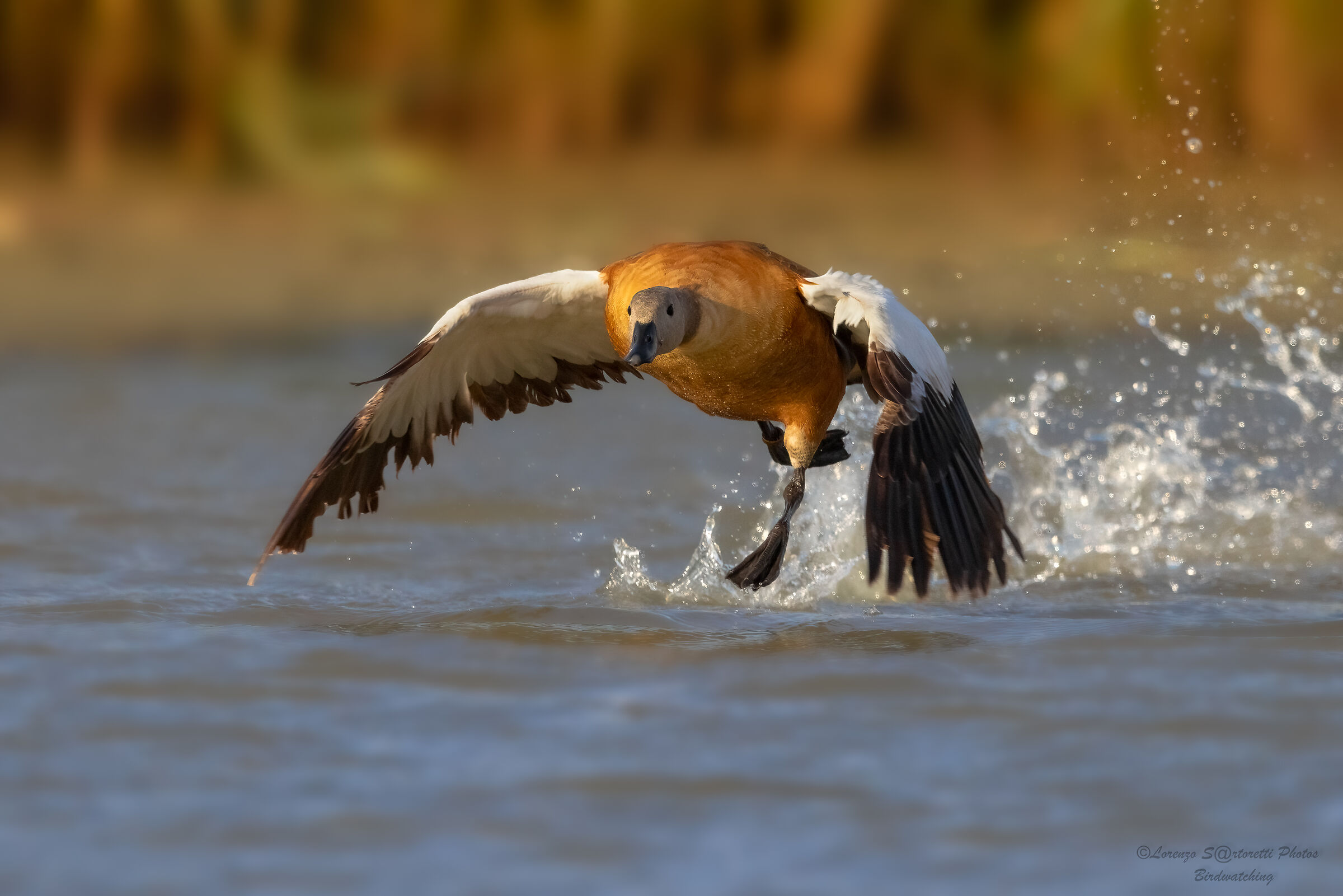 Ruddy shelduck