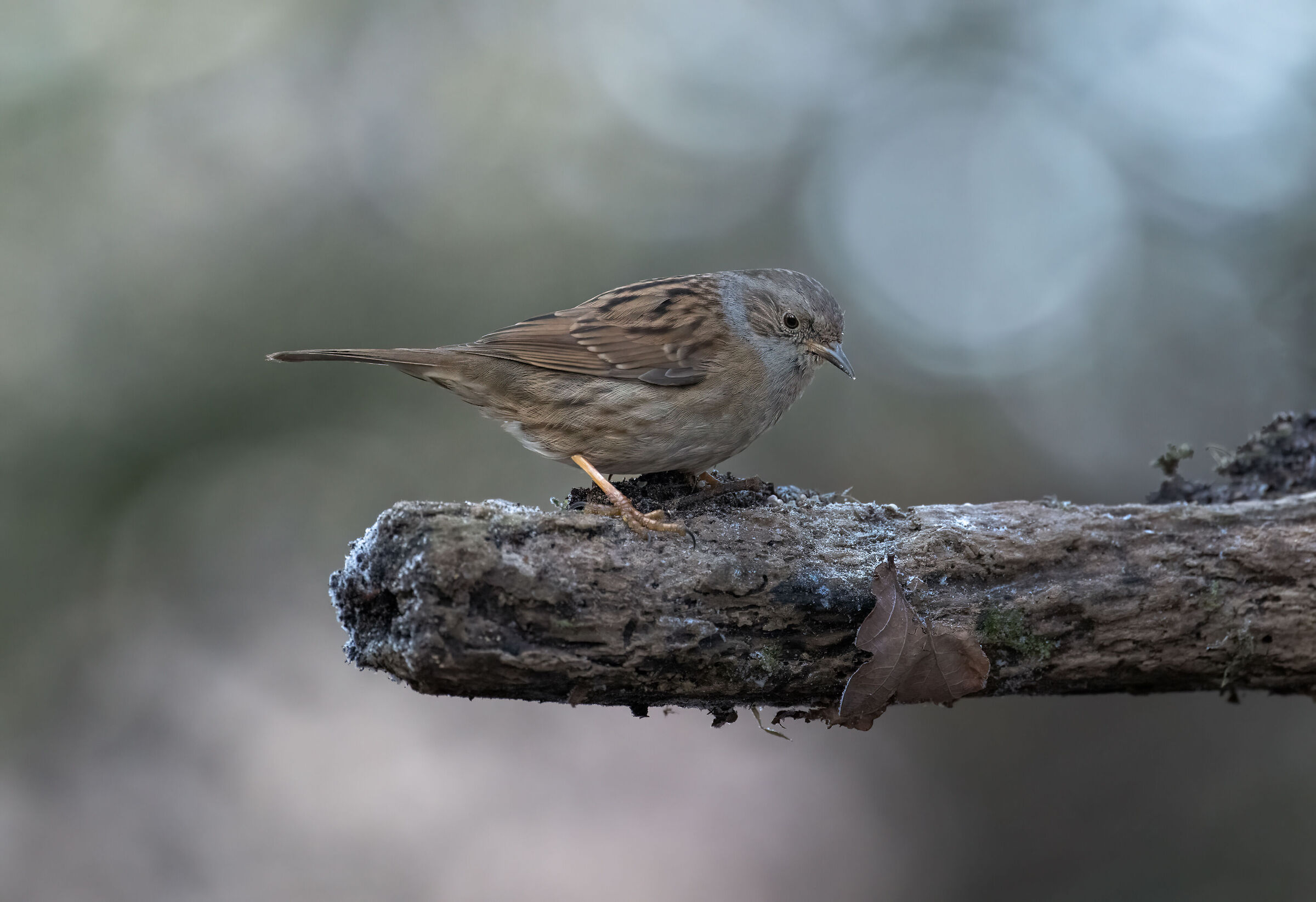 Dunnock (Prunella modularis)