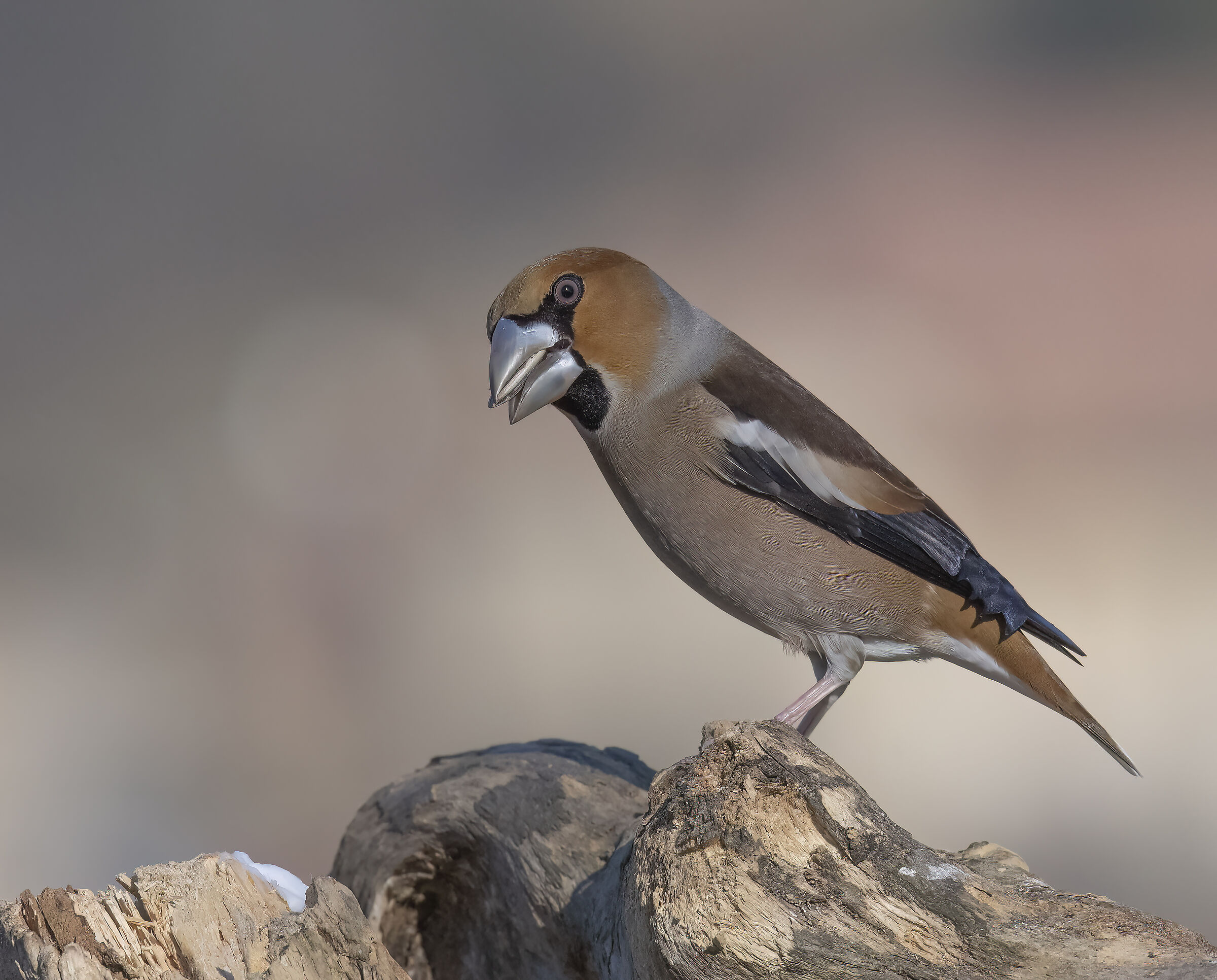 Hawfinch