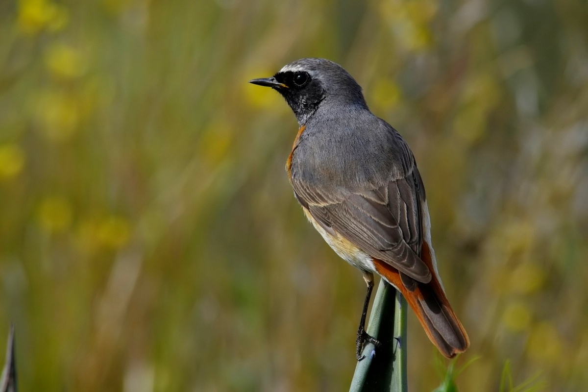 Redstart.