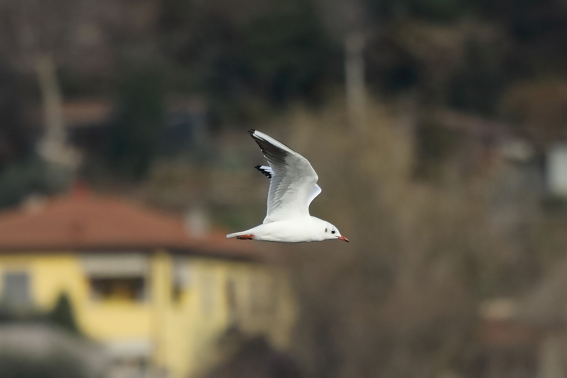 Gabbiano terrestre 18-12-2022