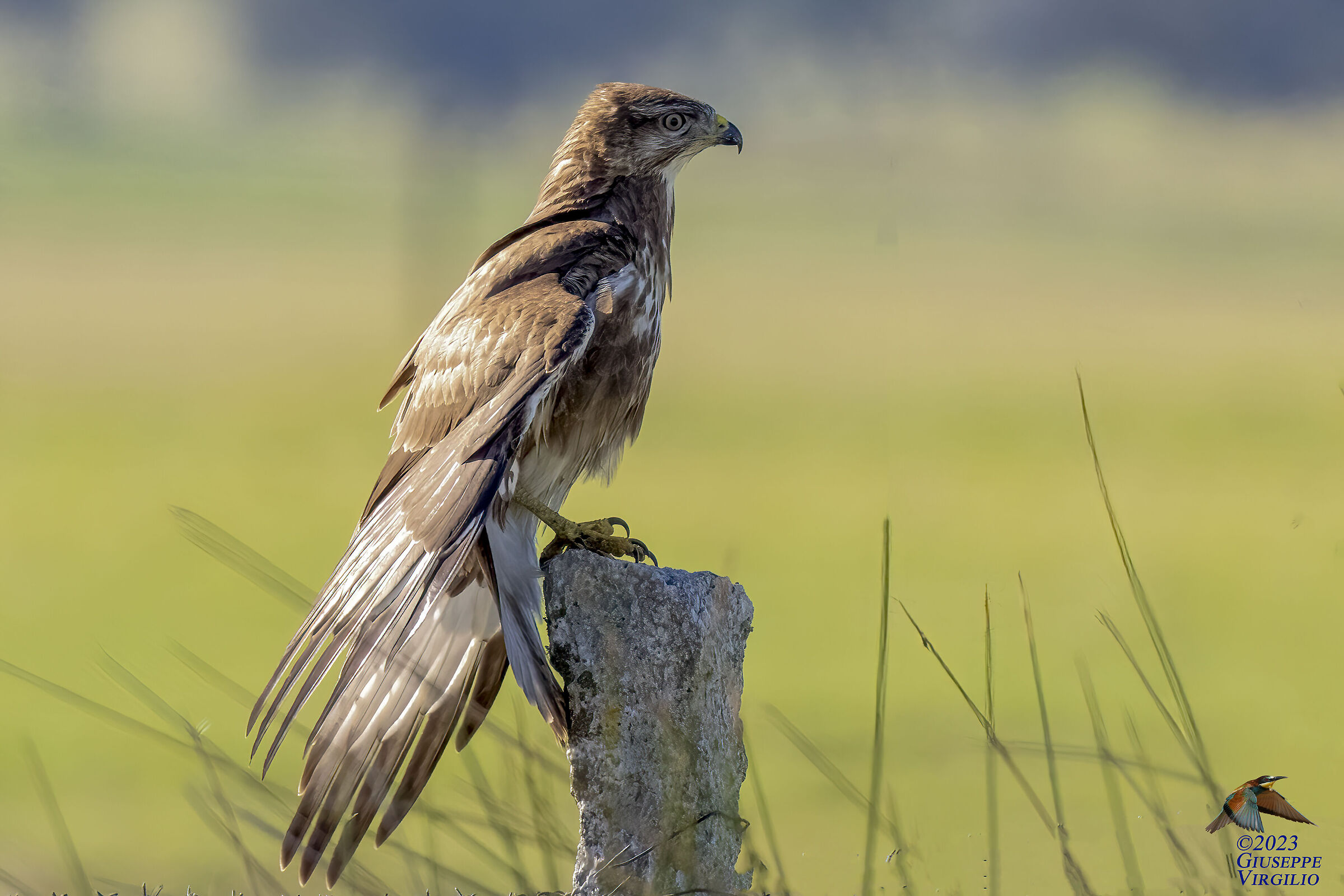 Common buzzard (Buteo buteo Linnaeus, 1758),