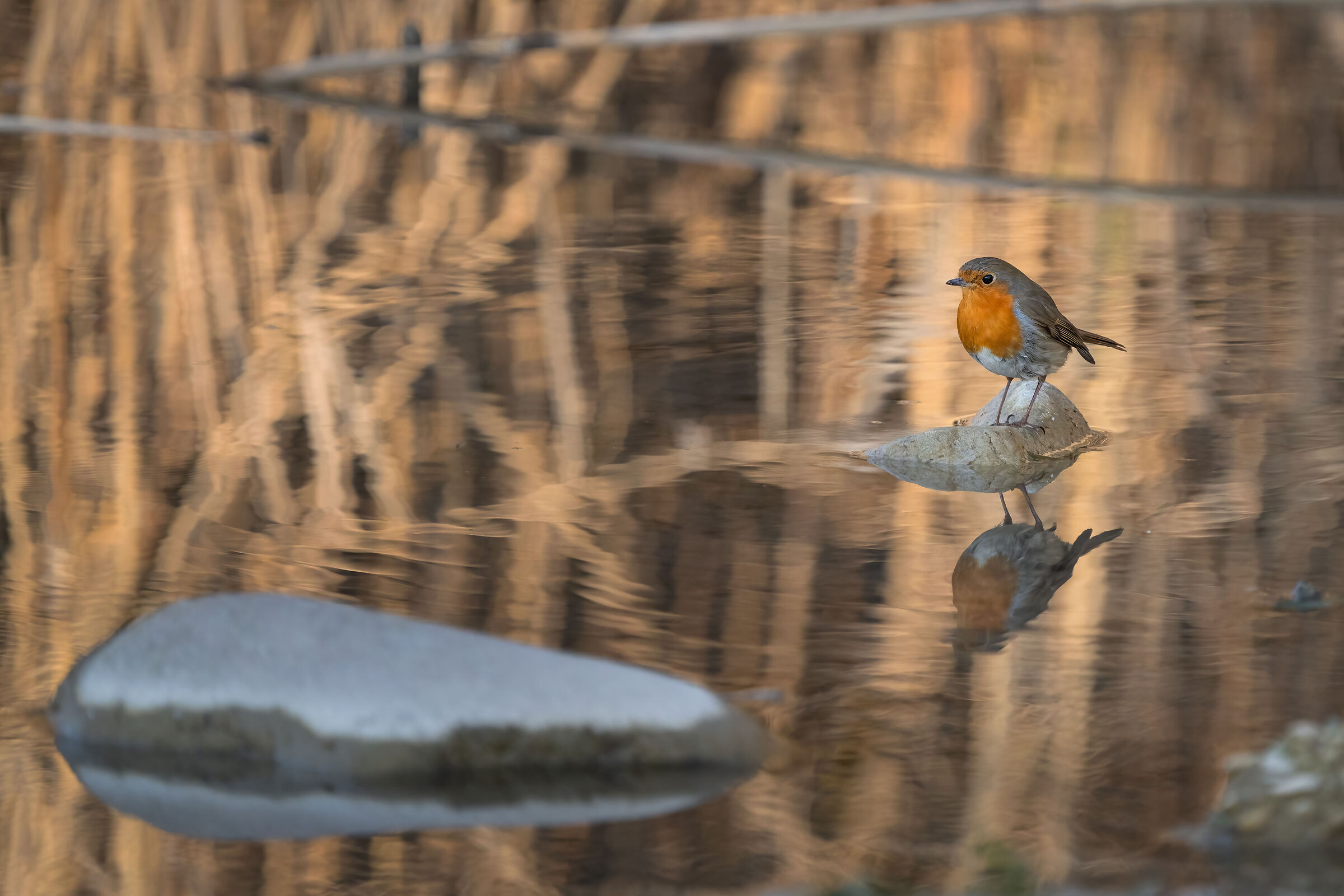 Rosso come il Pettirosso (Punta Grò)