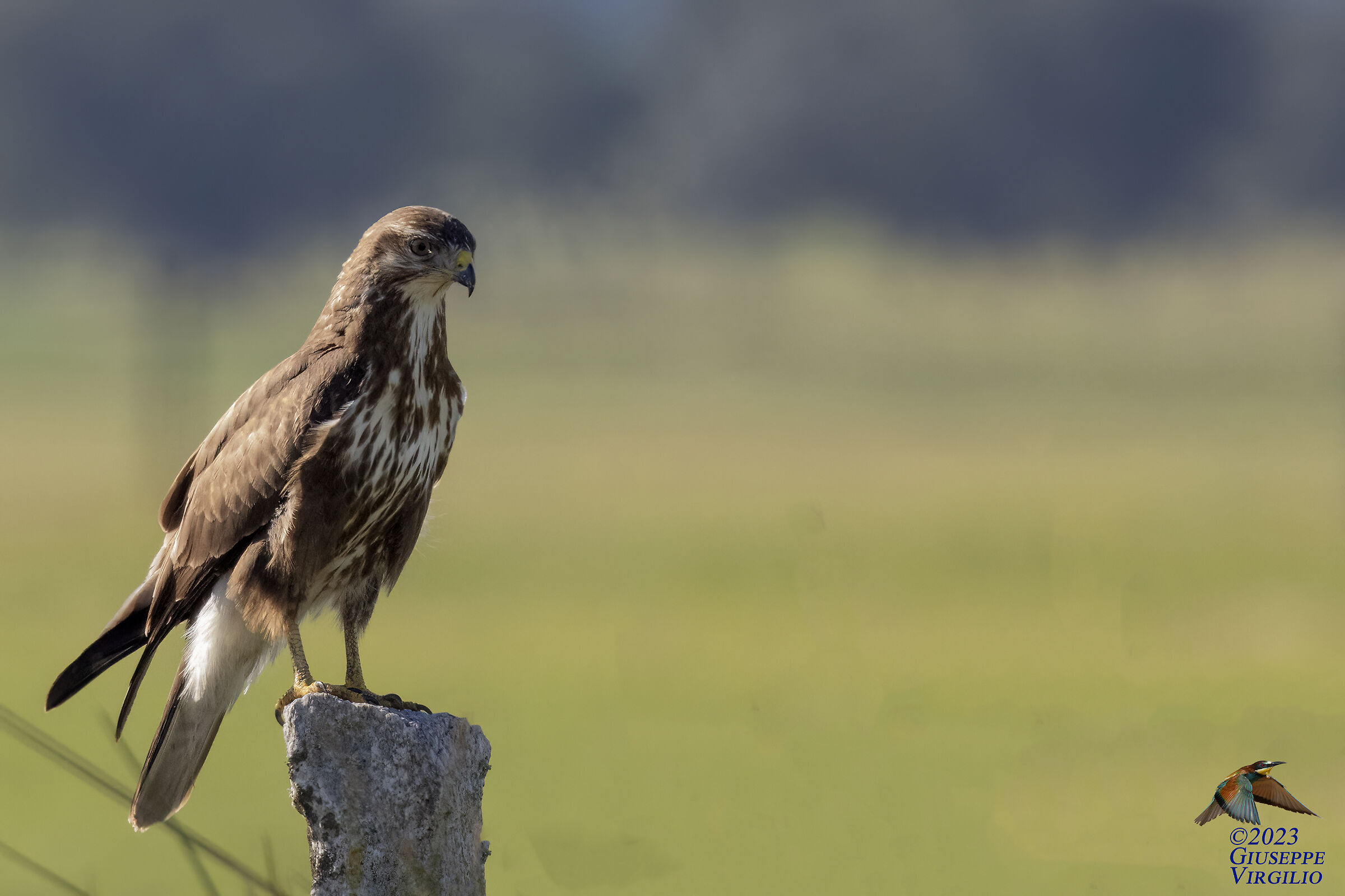 Common buzzard (Buteo buteo Linnaeus,) Sardinia 2023