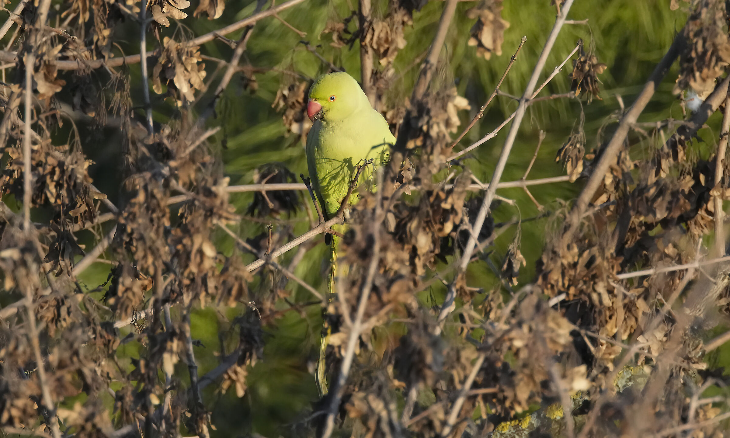 Parrocchetto dal collare