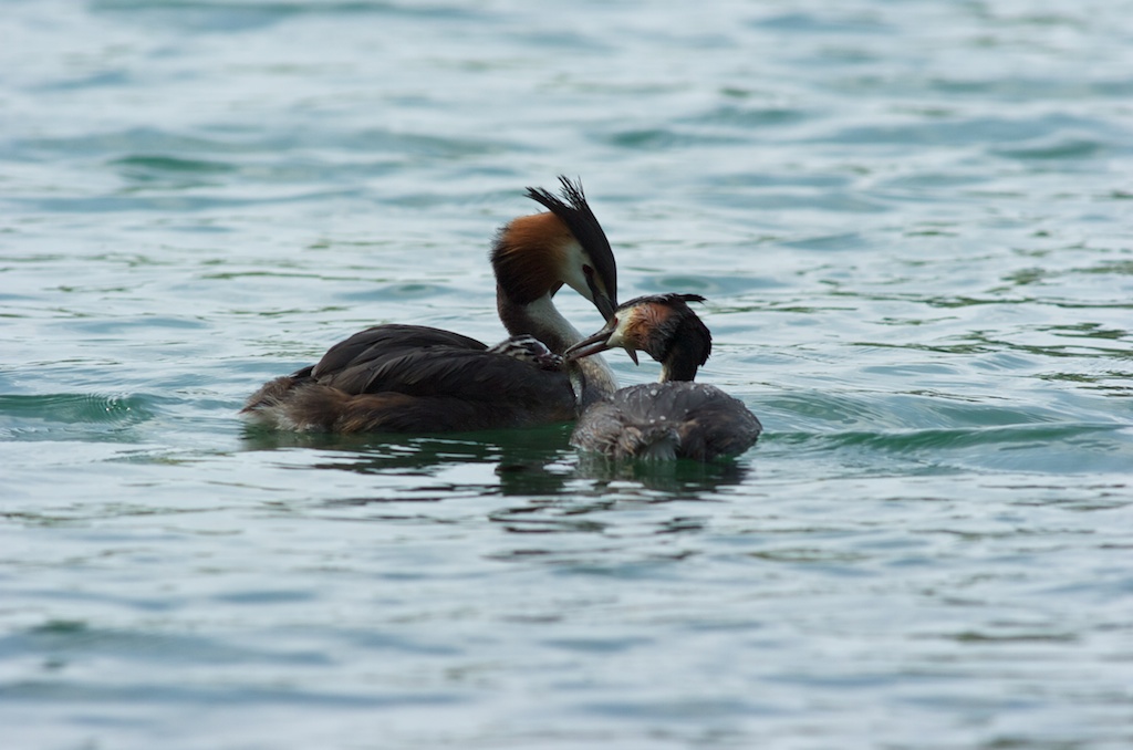 Family of loons at lunch