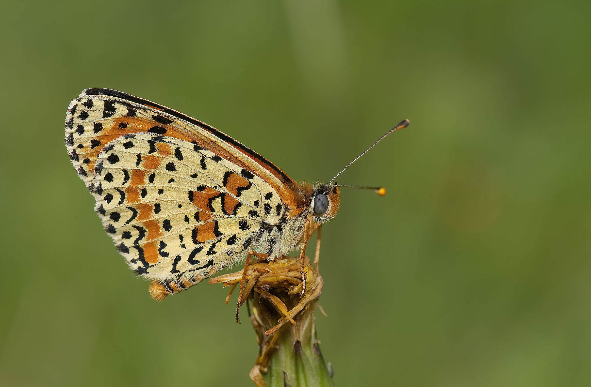 Melitaea didyma