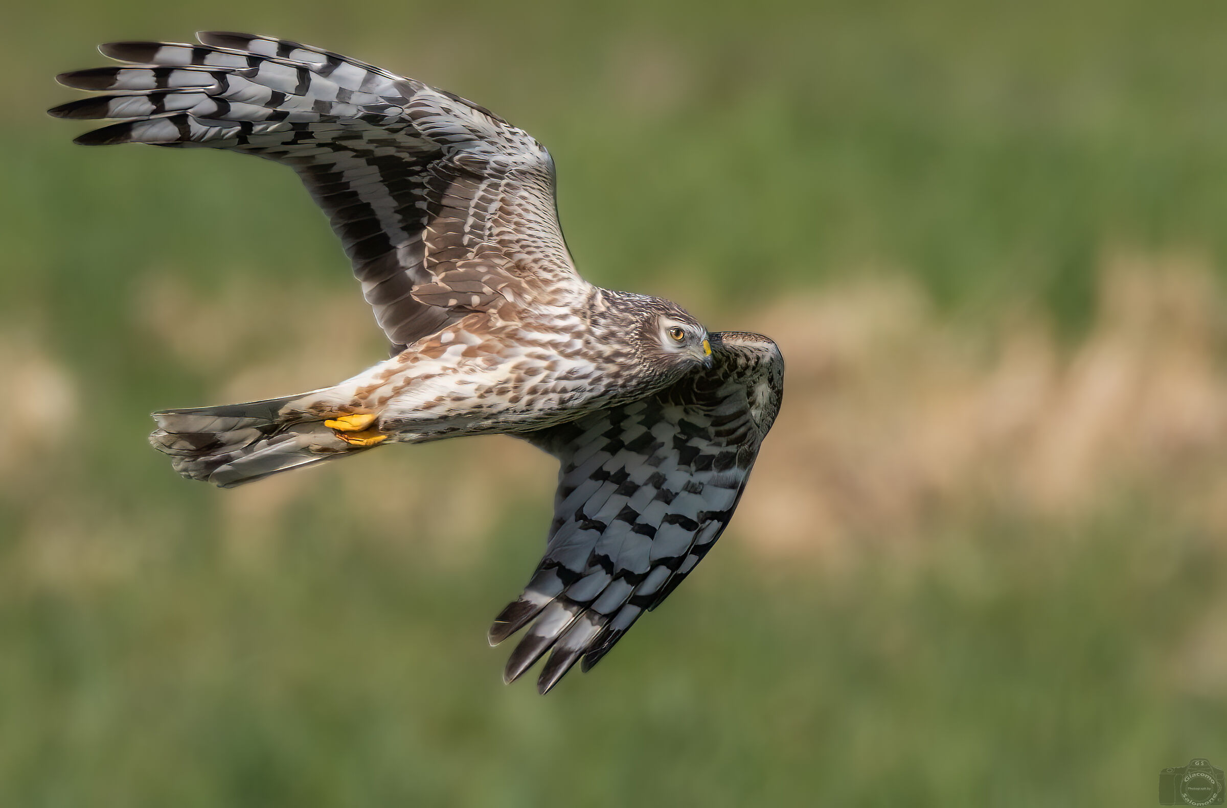 Hen harrier.