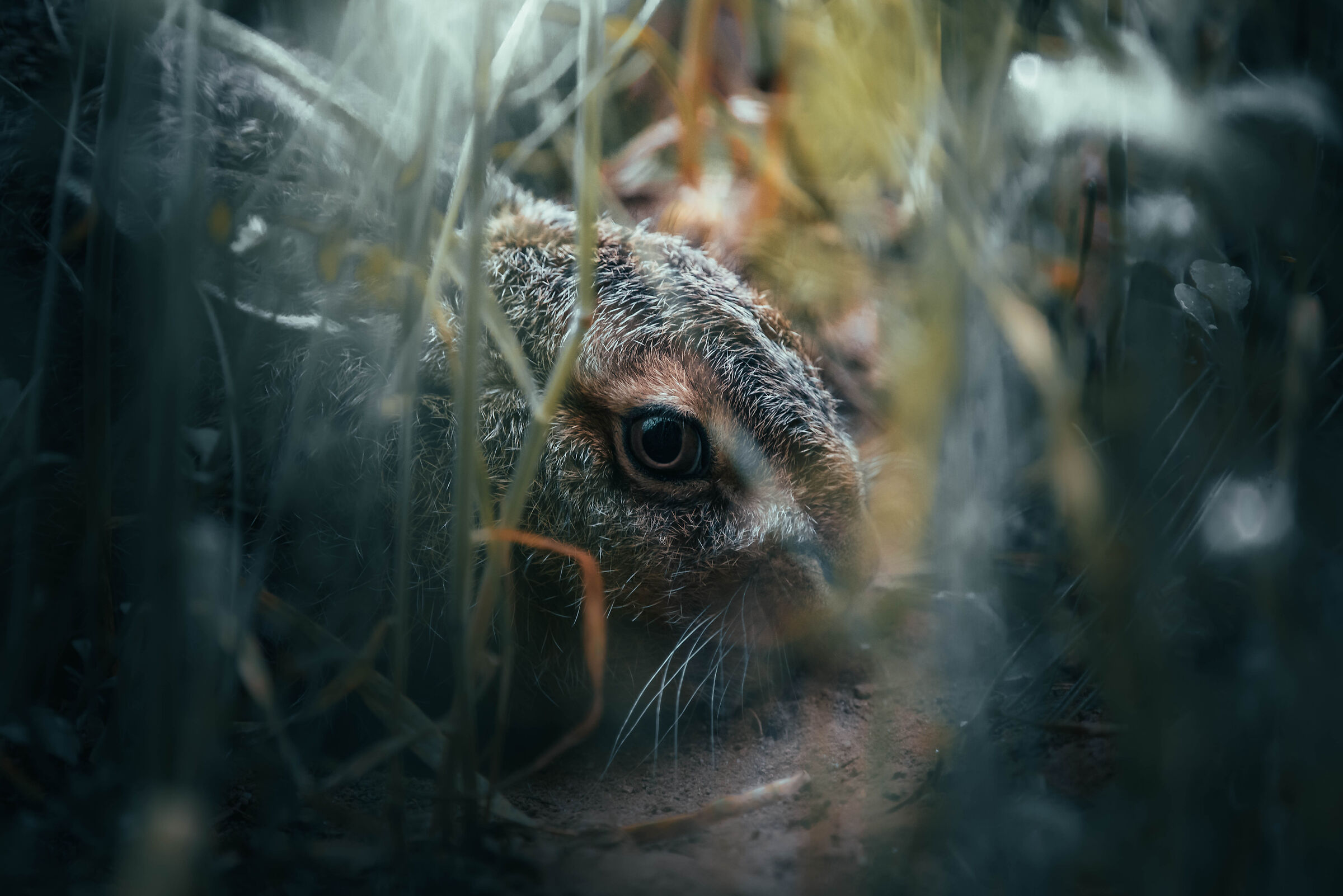 Qualcuno mi sta guardando