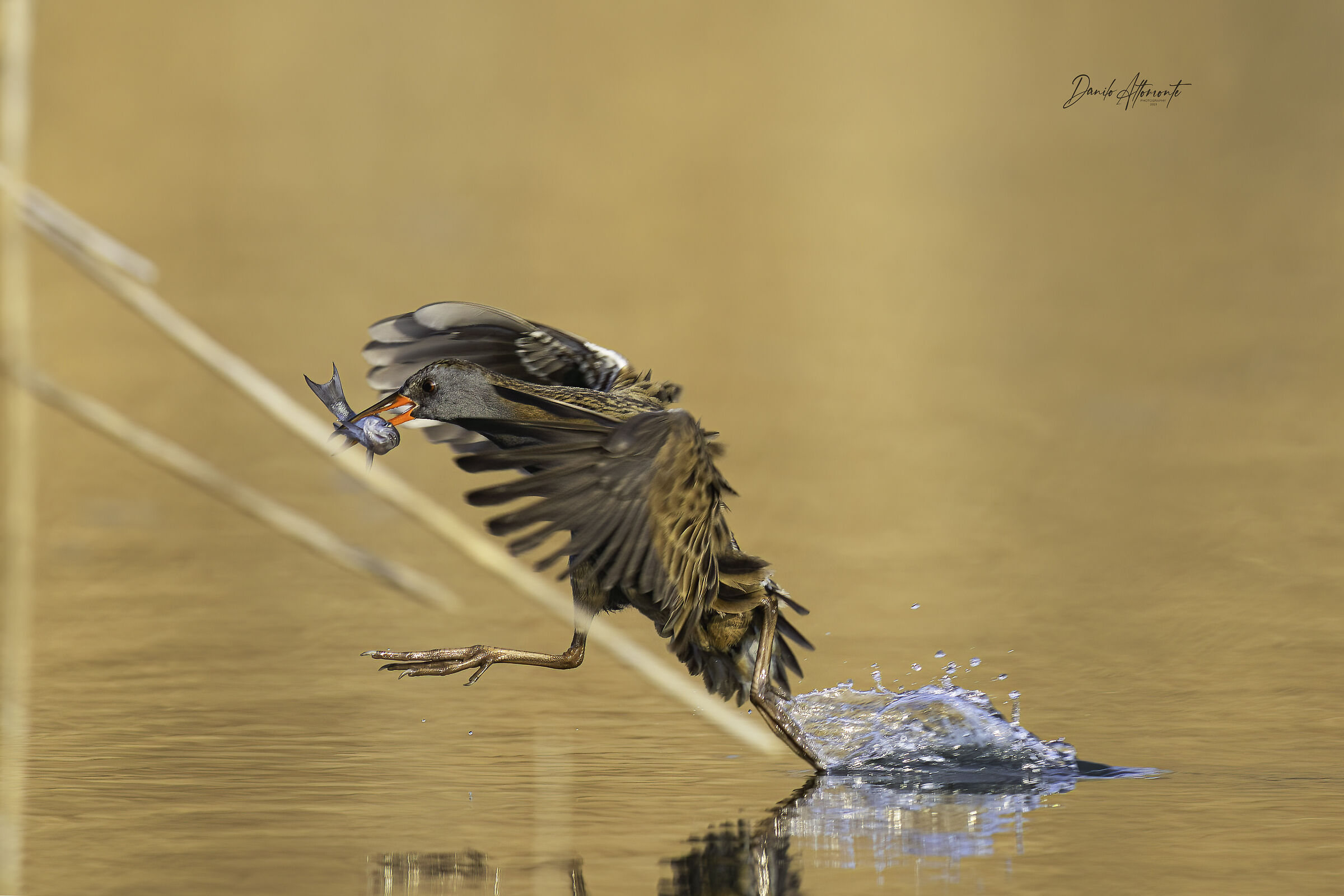 Water rail