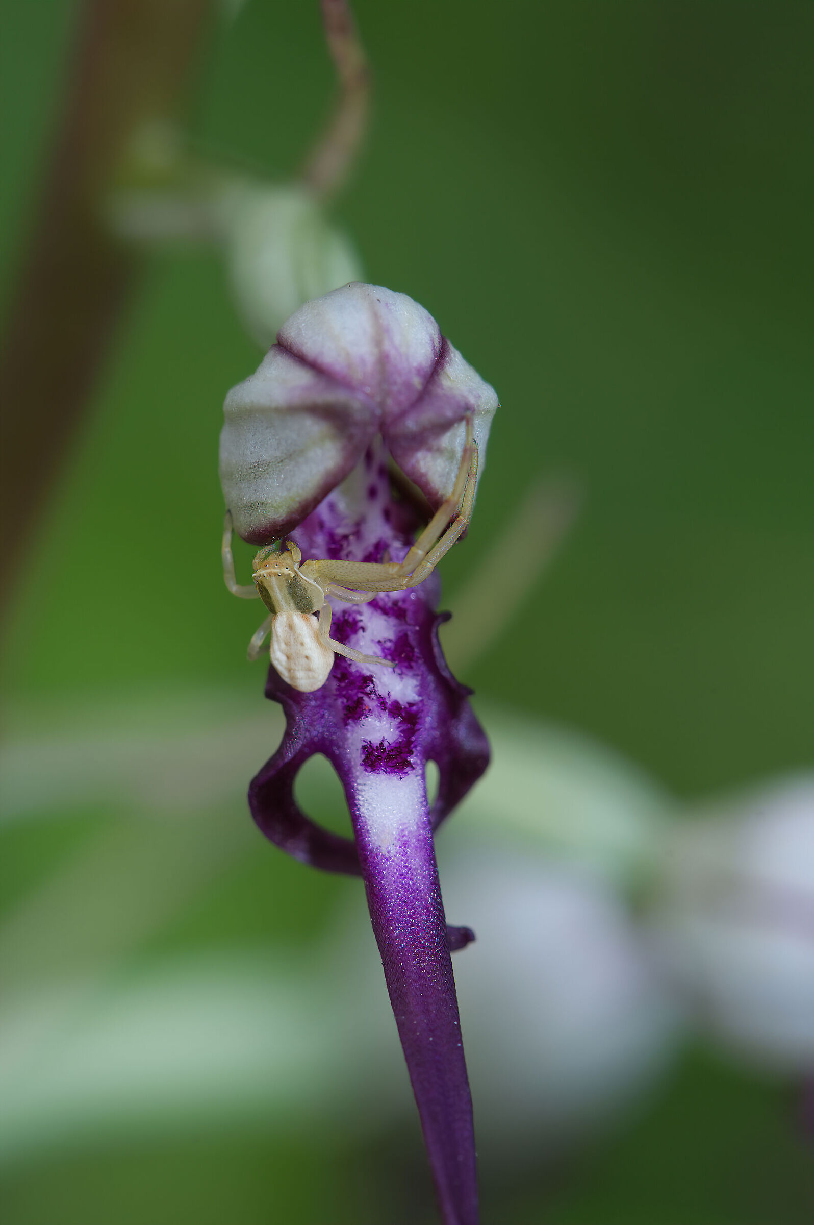 Tomisis on Himantoglossum adriaticum
