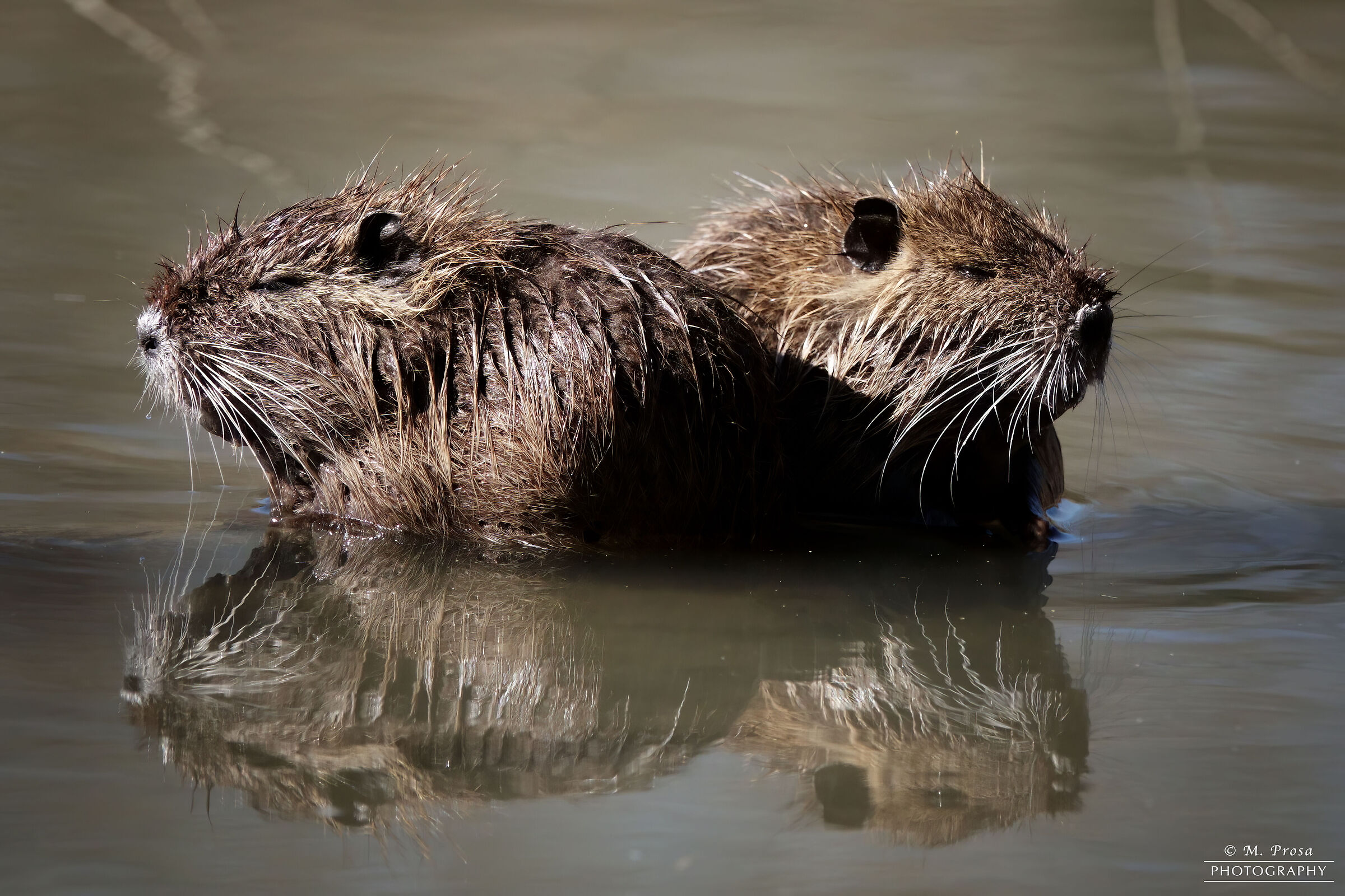 Piccoli di nutria