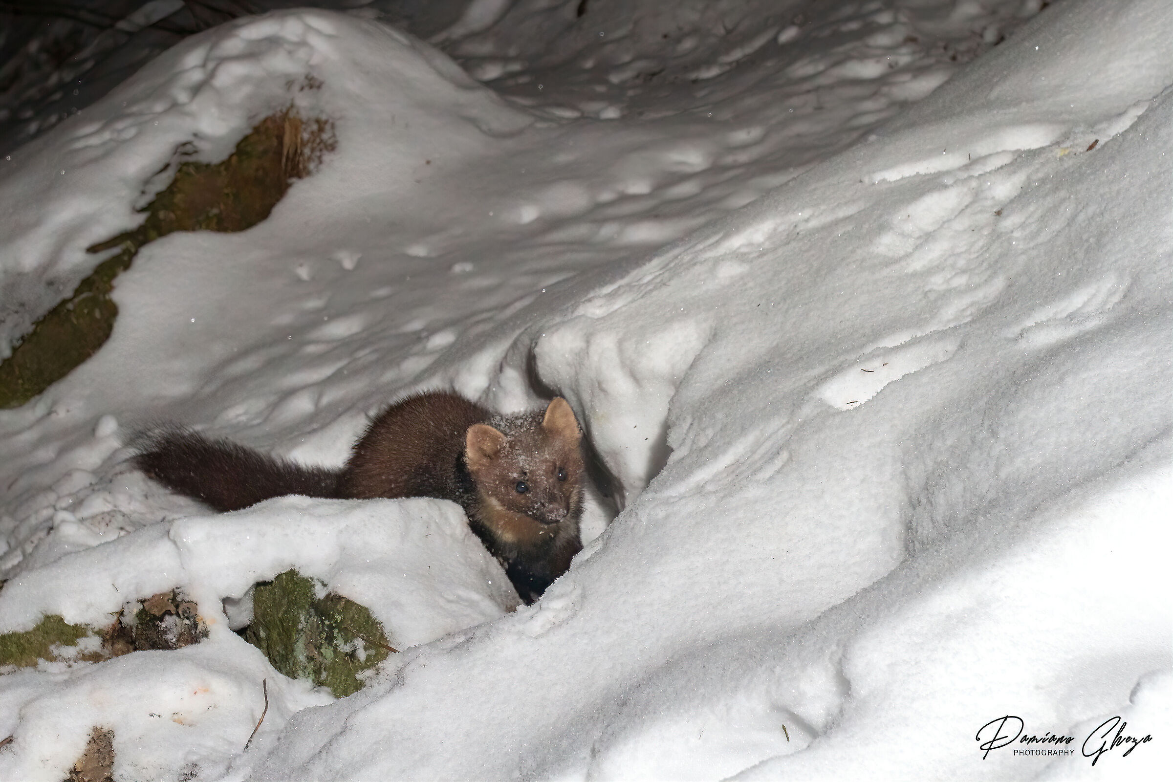The elusive Marten