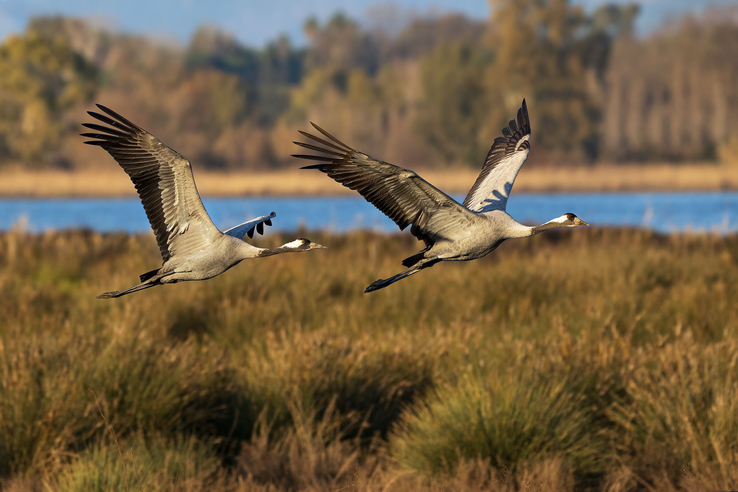 Grey cranes