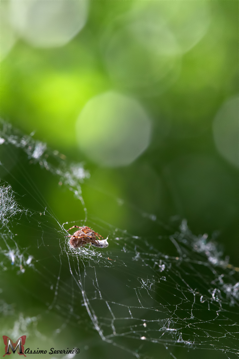 Along Came a Spider ....