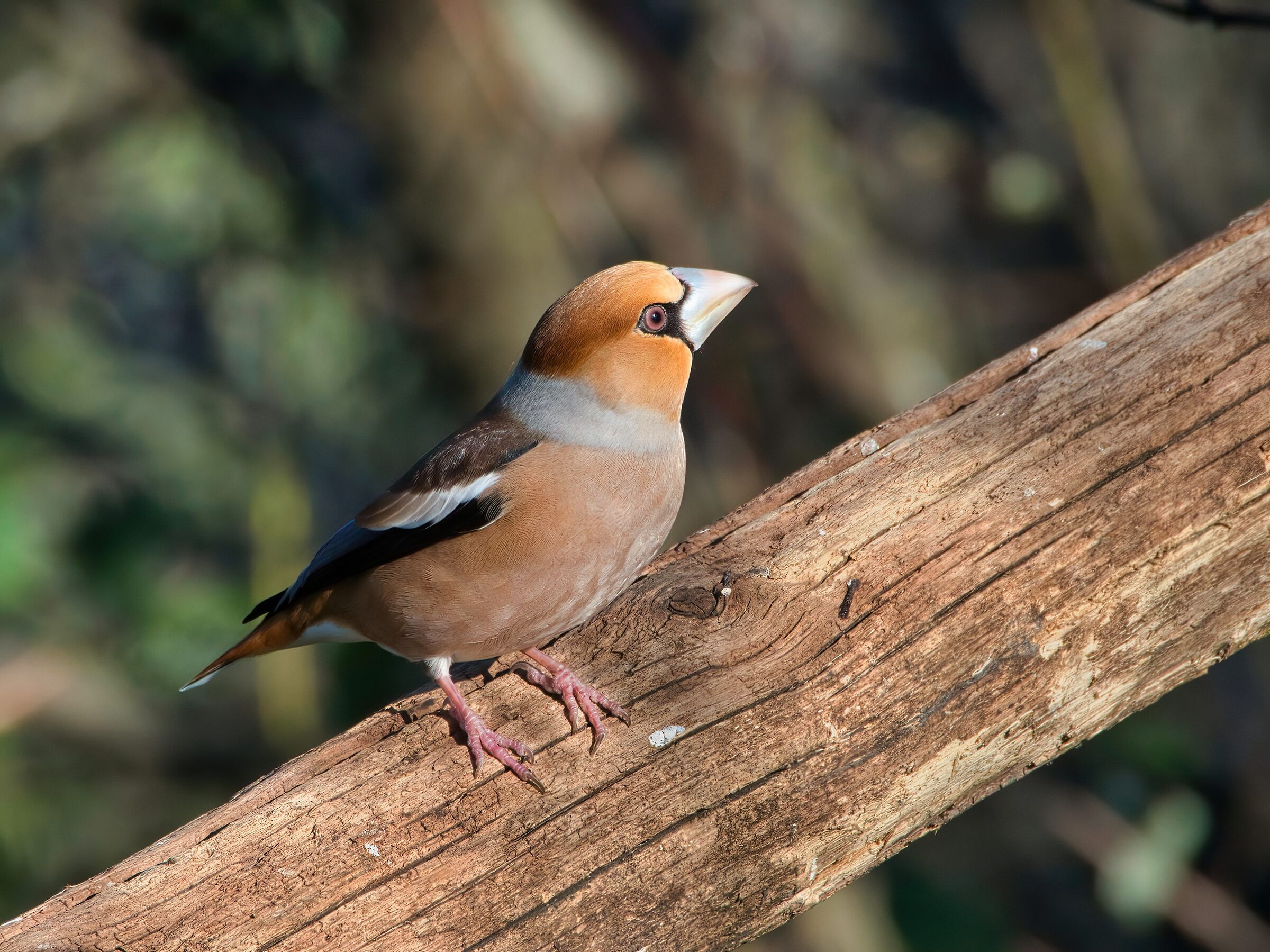 Hawfinch