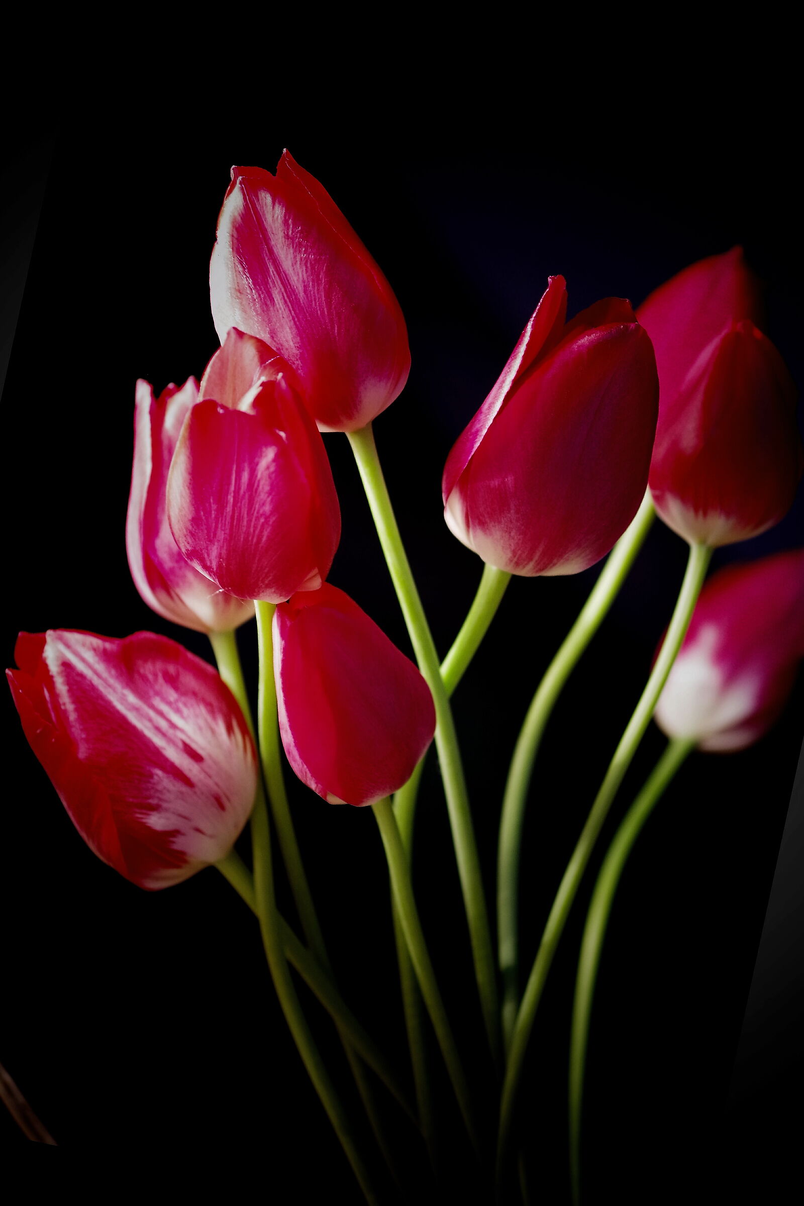 Tulips....