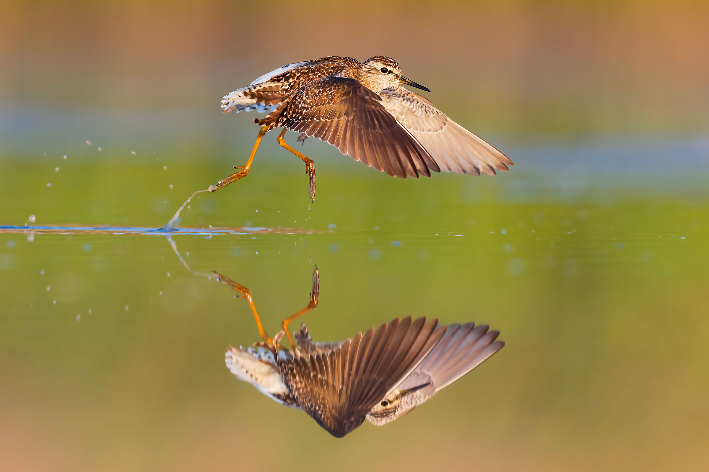 Sandpiper Pyro Boschereccio
