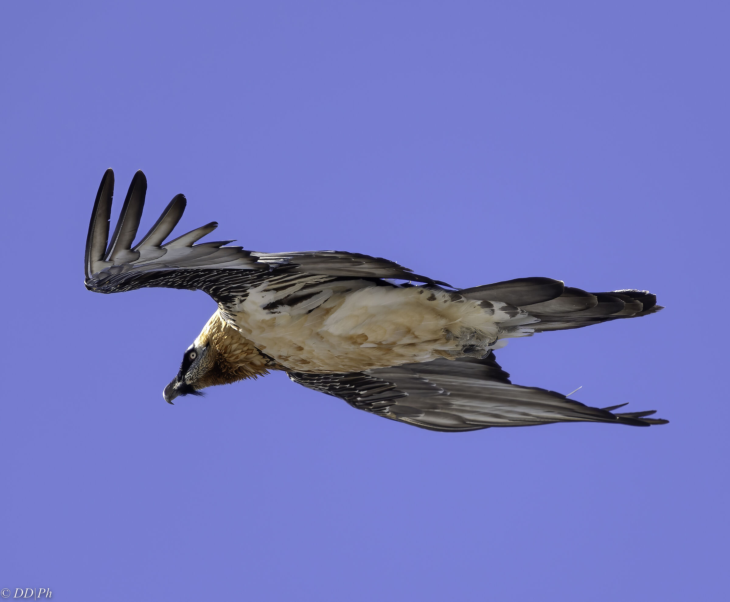 Gipaetus Barbatus