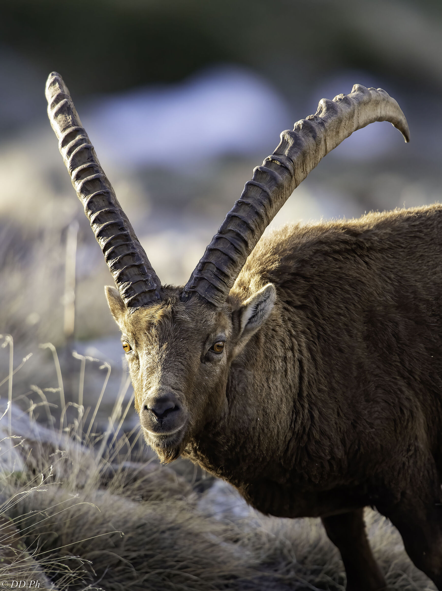 Capra Ibex
