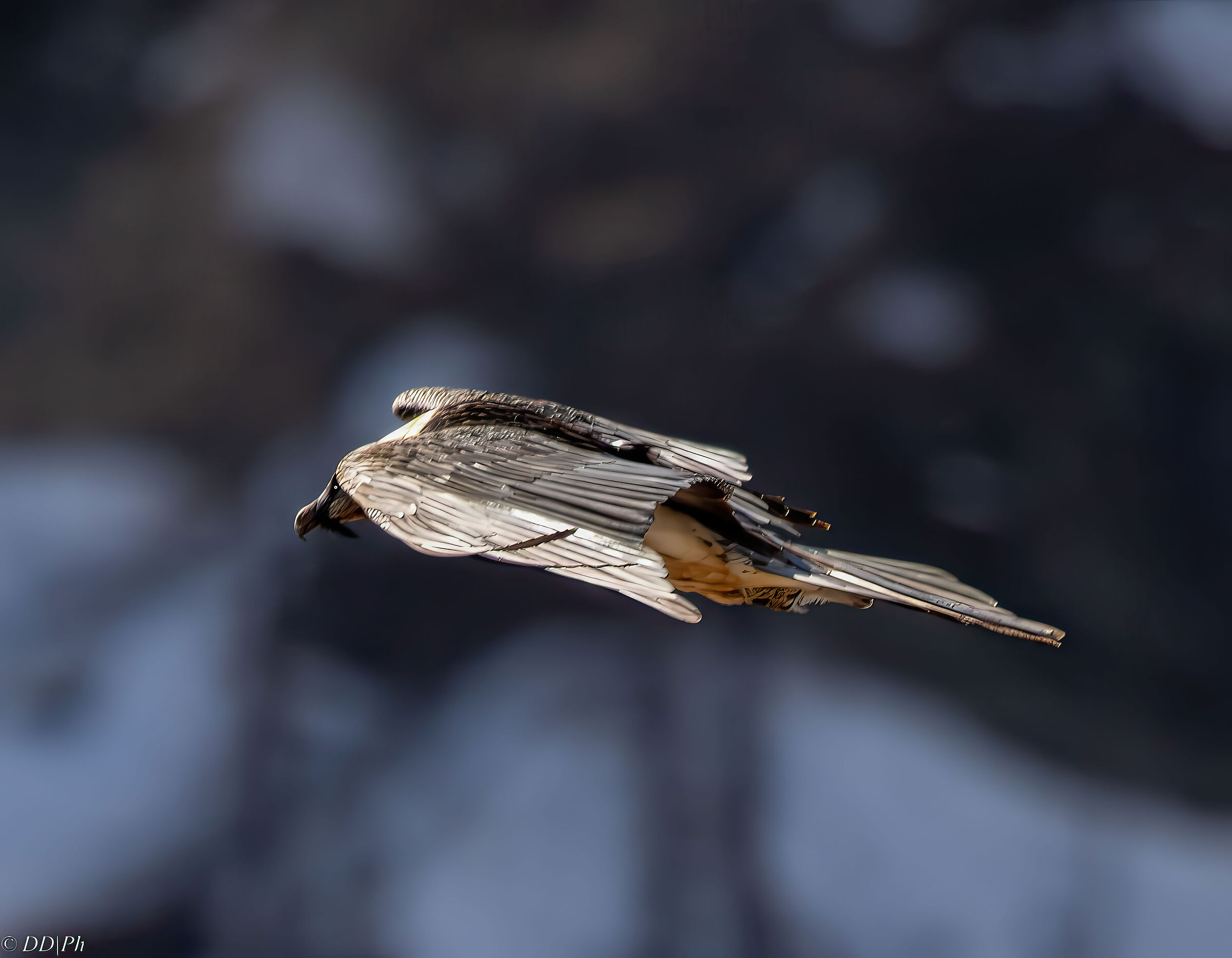 Gypaetus Barbatus