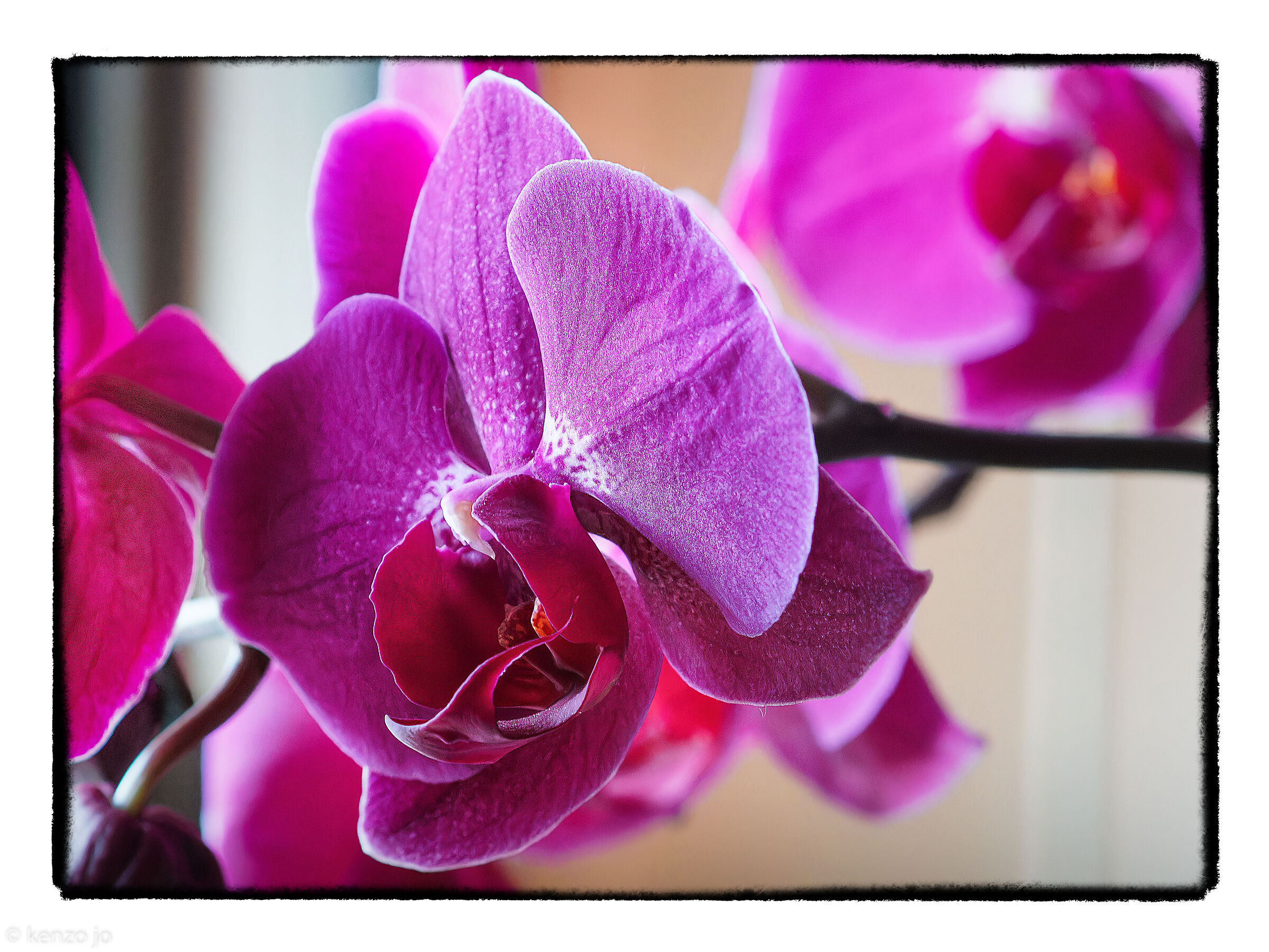 They have returned to bloom