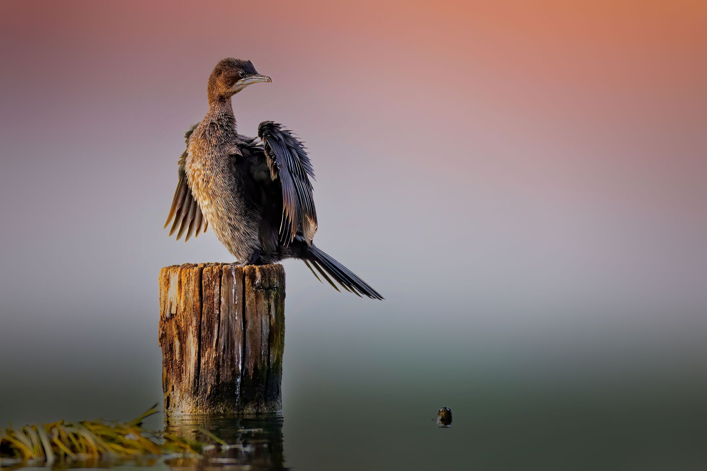 Incontri nel Parco del Mincio (mn)
