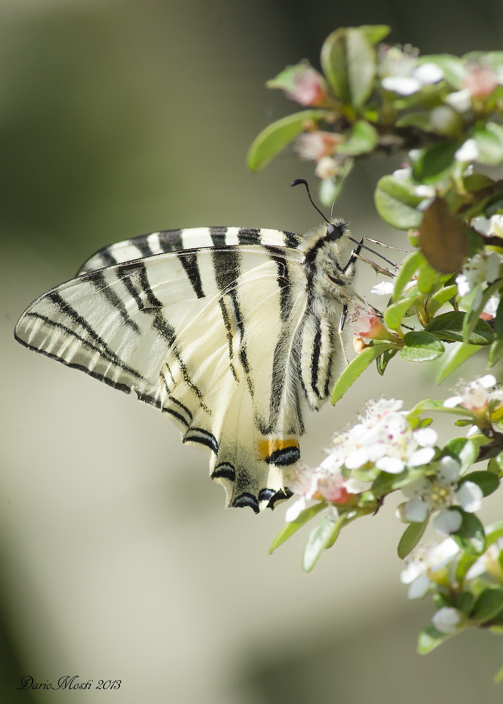 Machaon.
