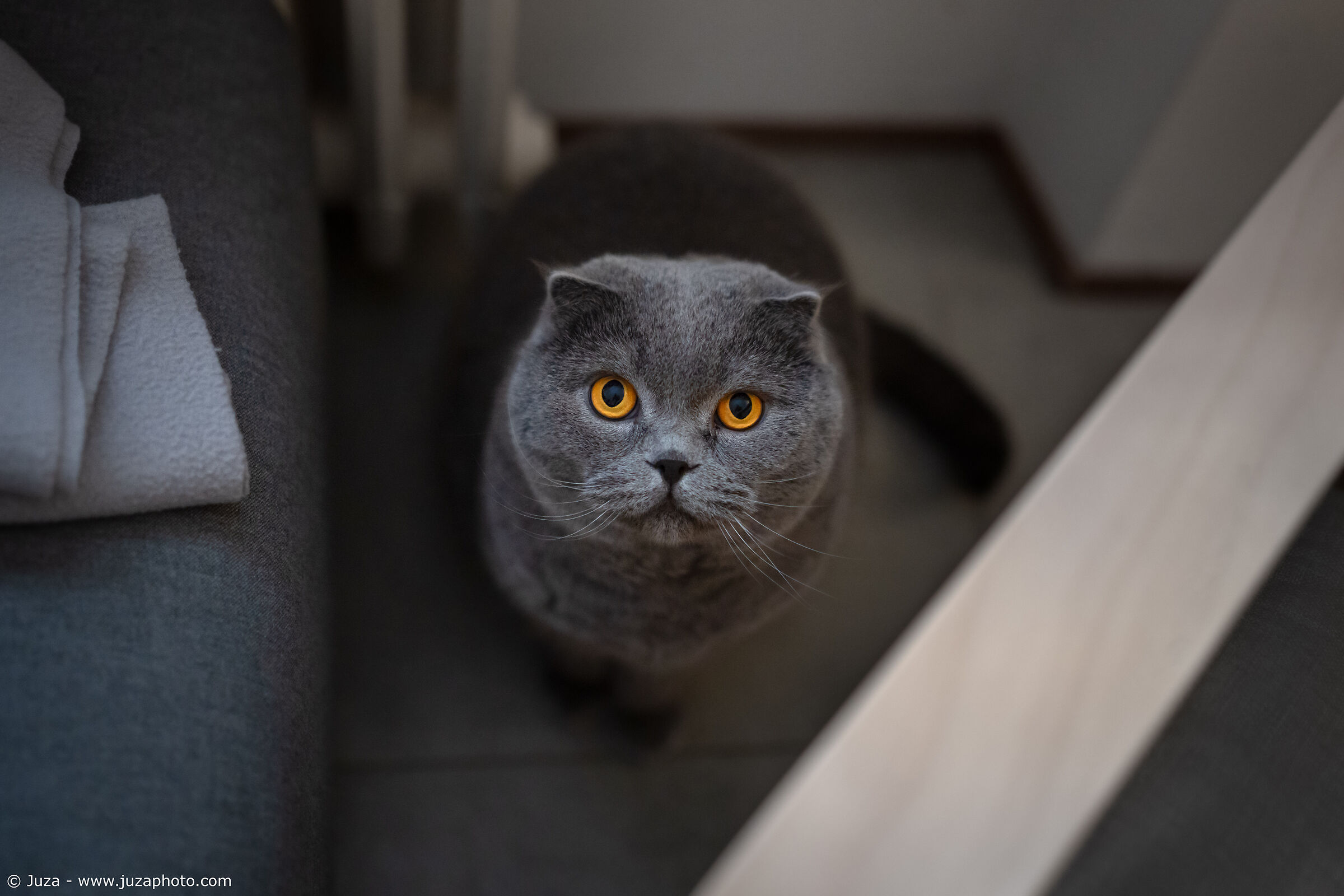 Buddy, il micione del Dom