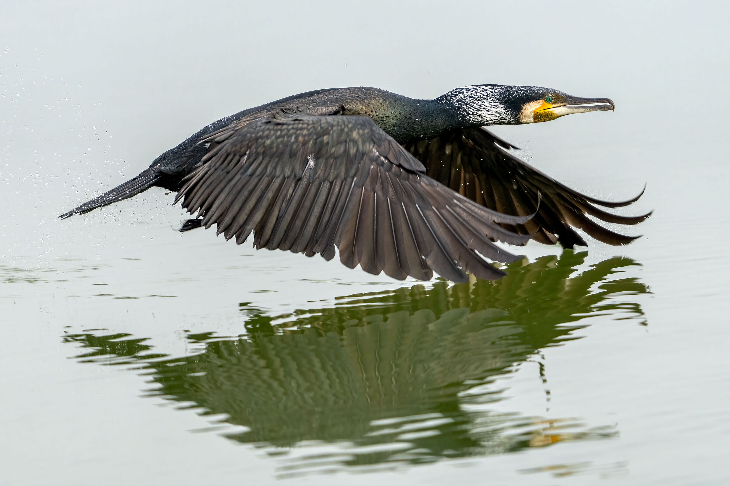 Cormorant in grazing flight