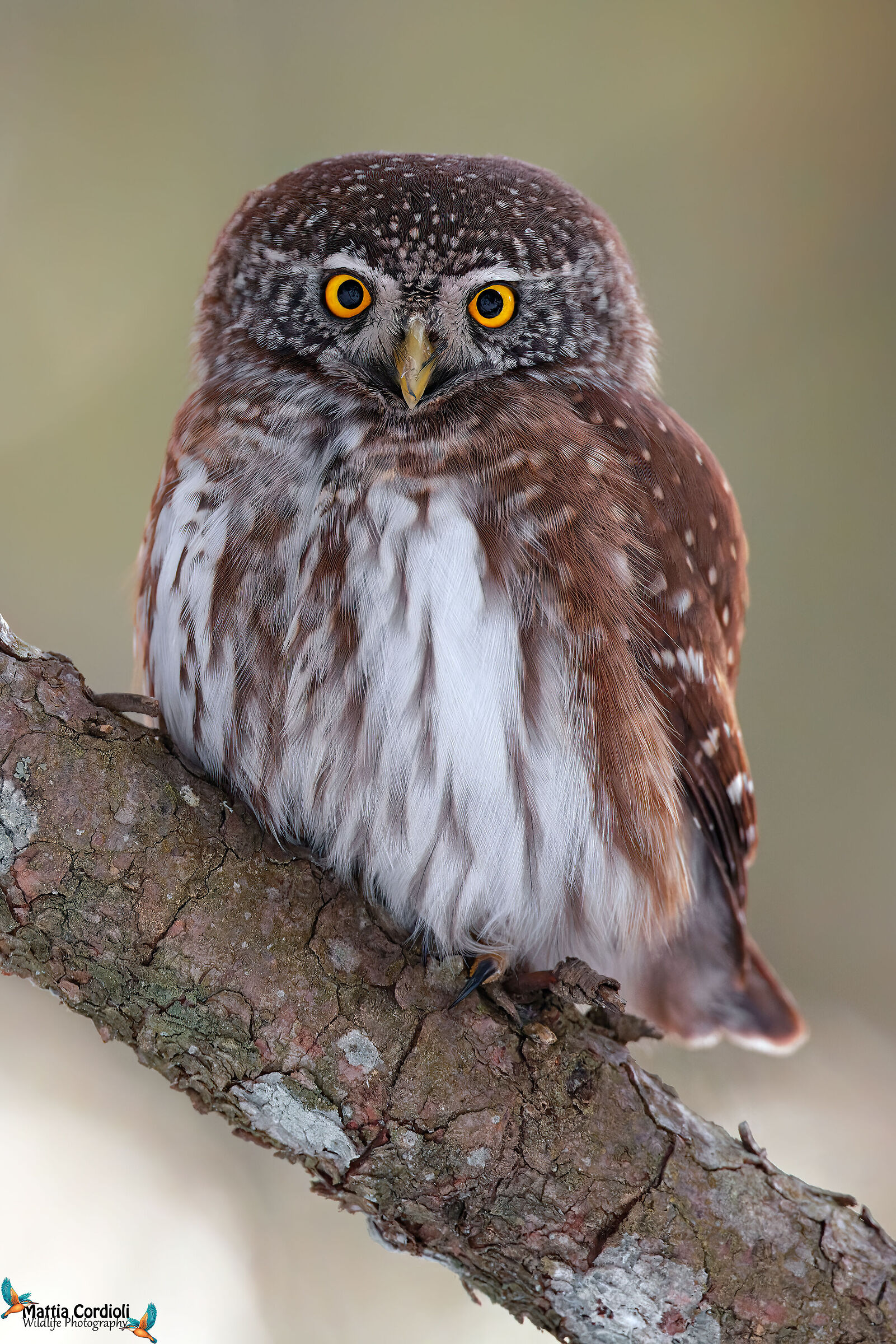 Dwarf Owl