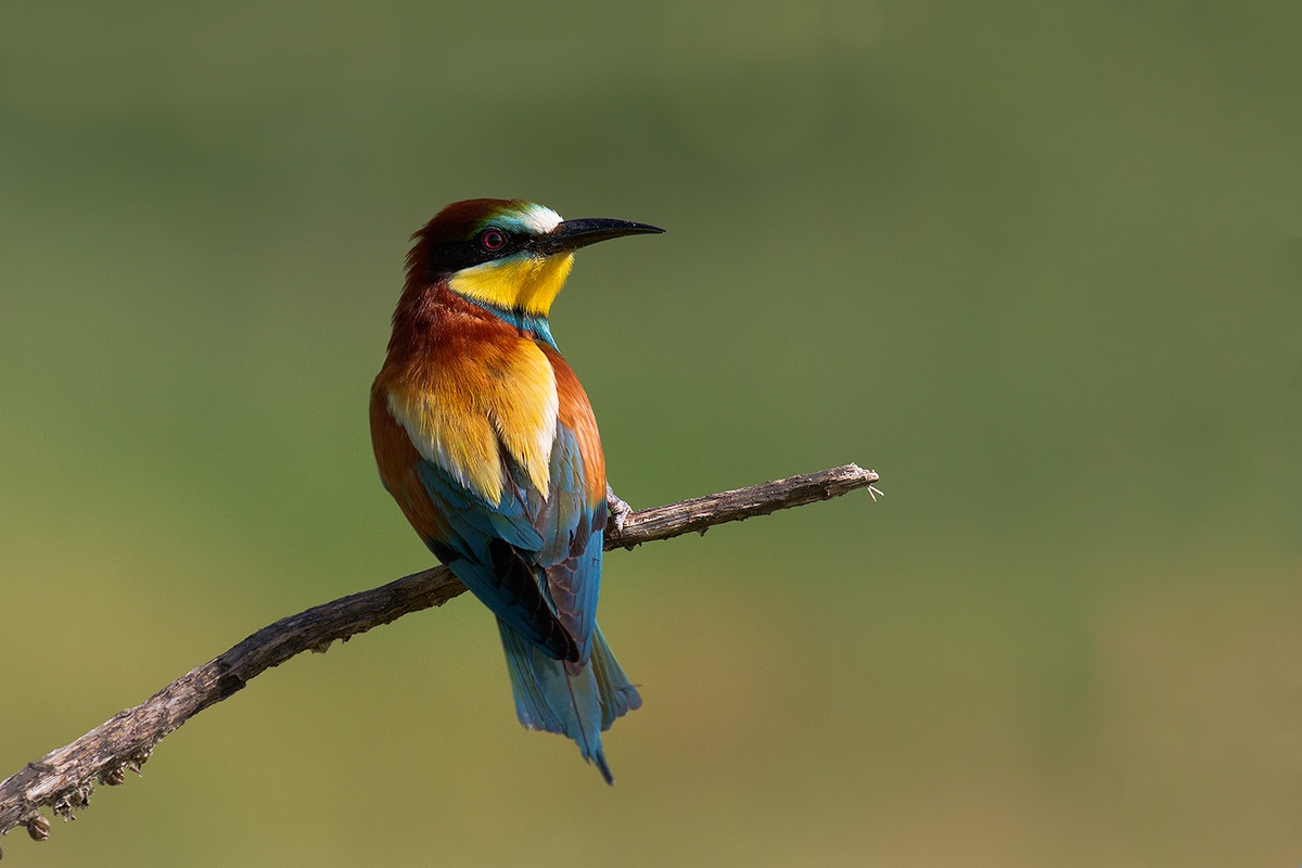 Bee-eater