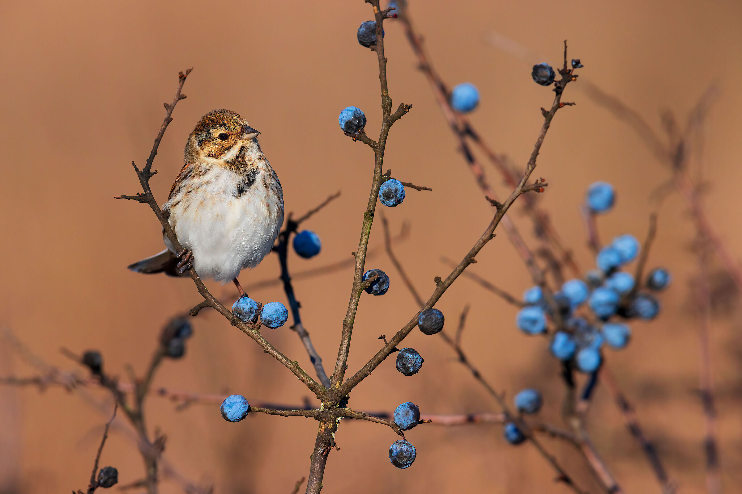 Migliarino di Palude
