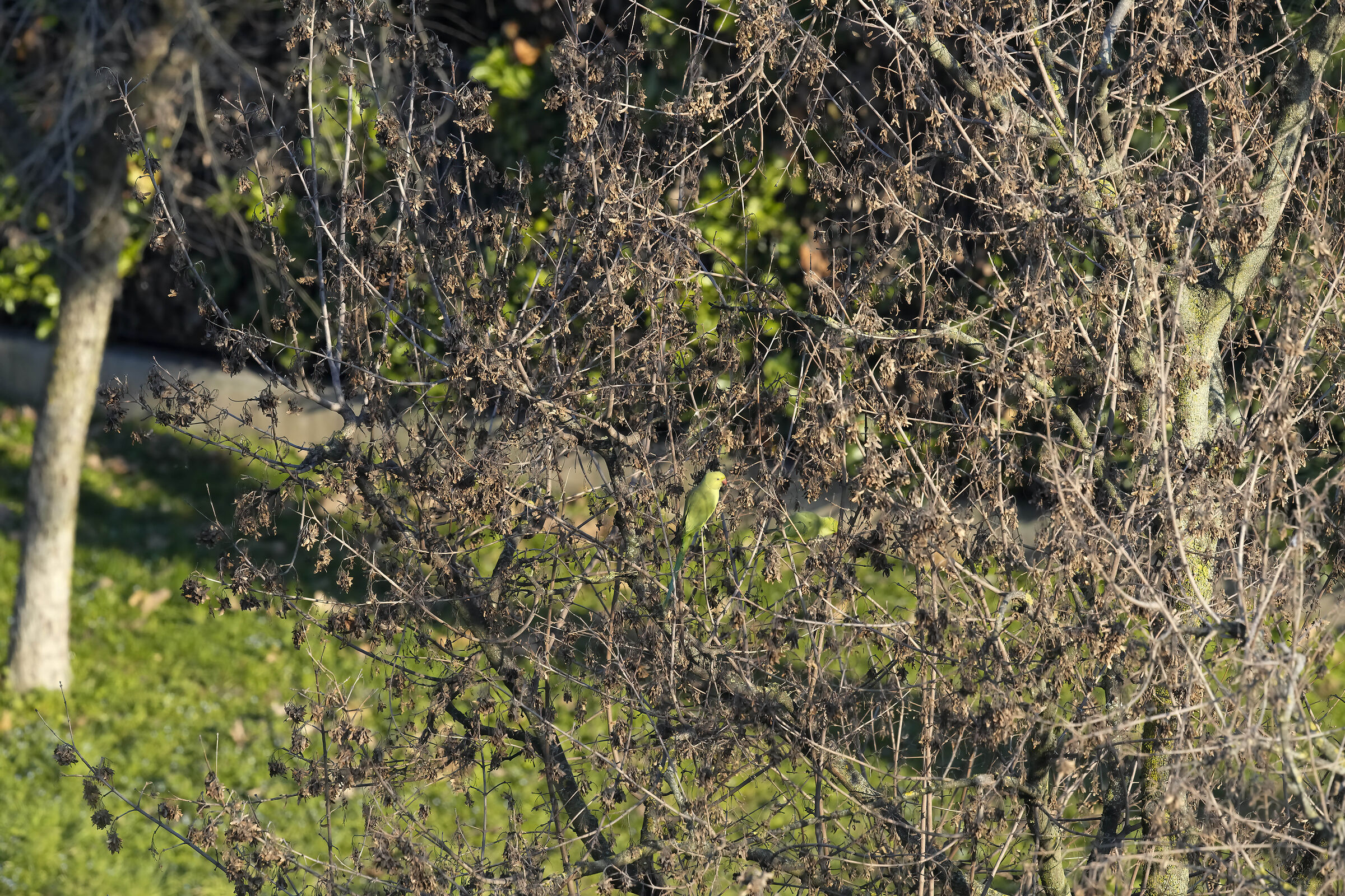 Parrocchetto dal collare