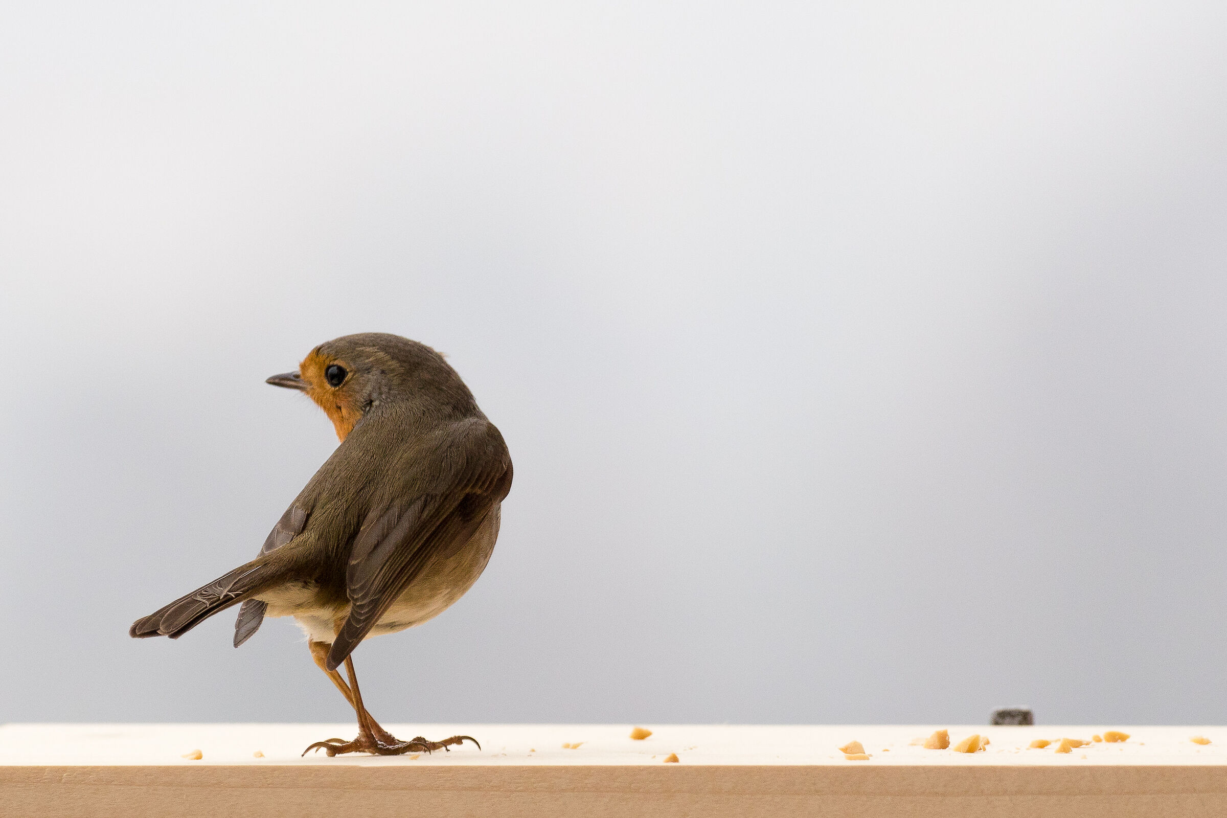 Robin a little suspicious