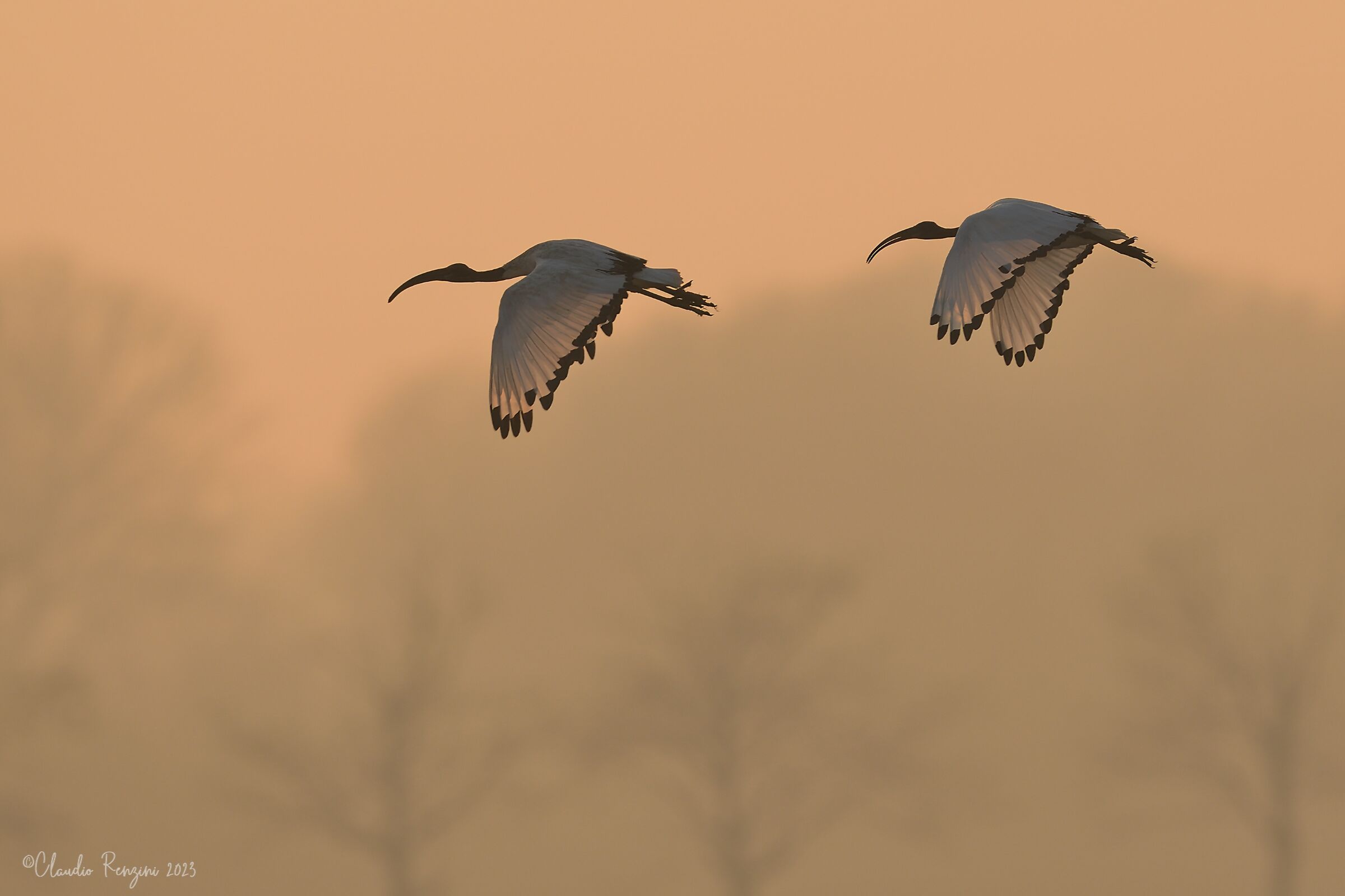 Sacred ibis at sunset