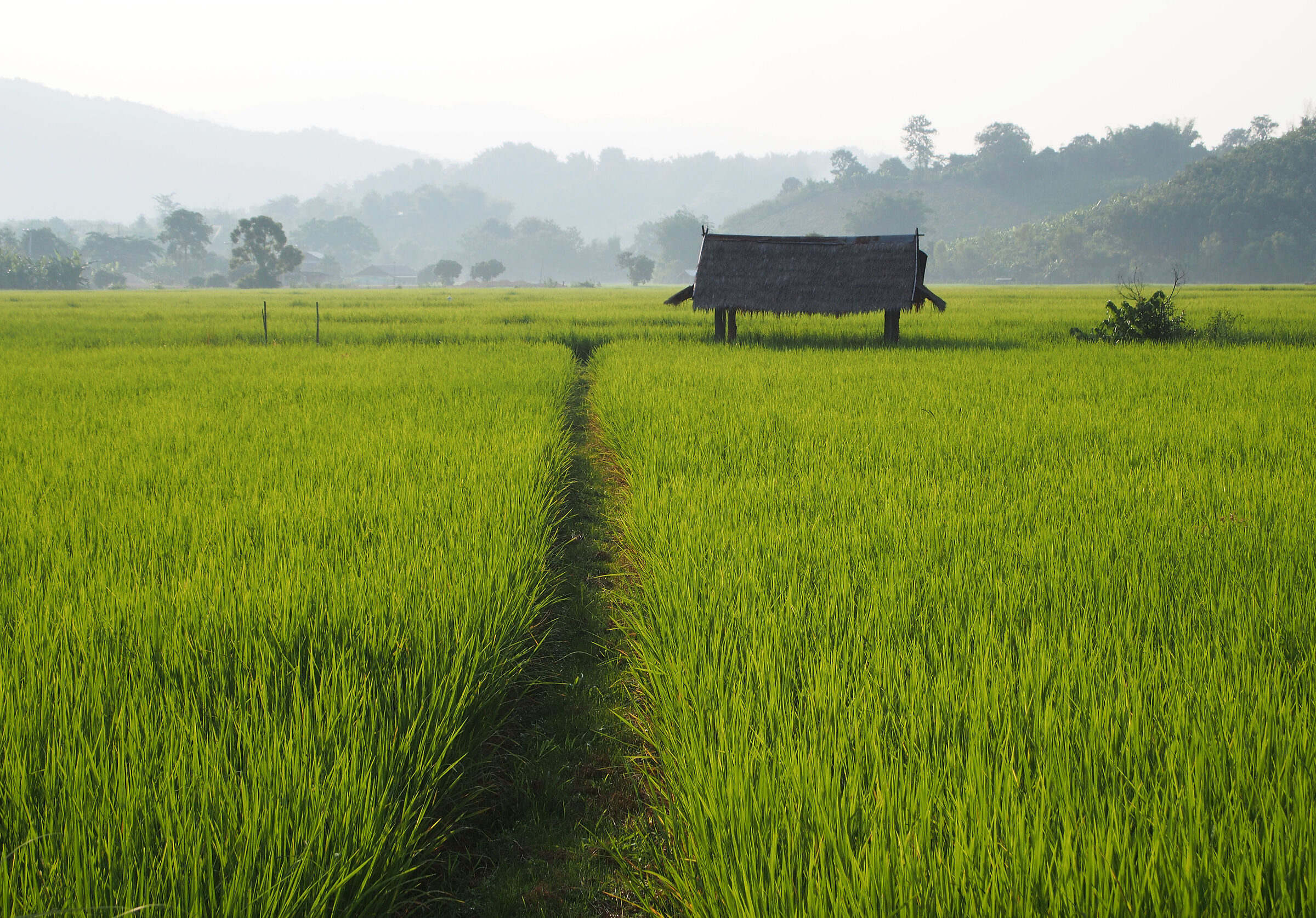 Chang mai rice