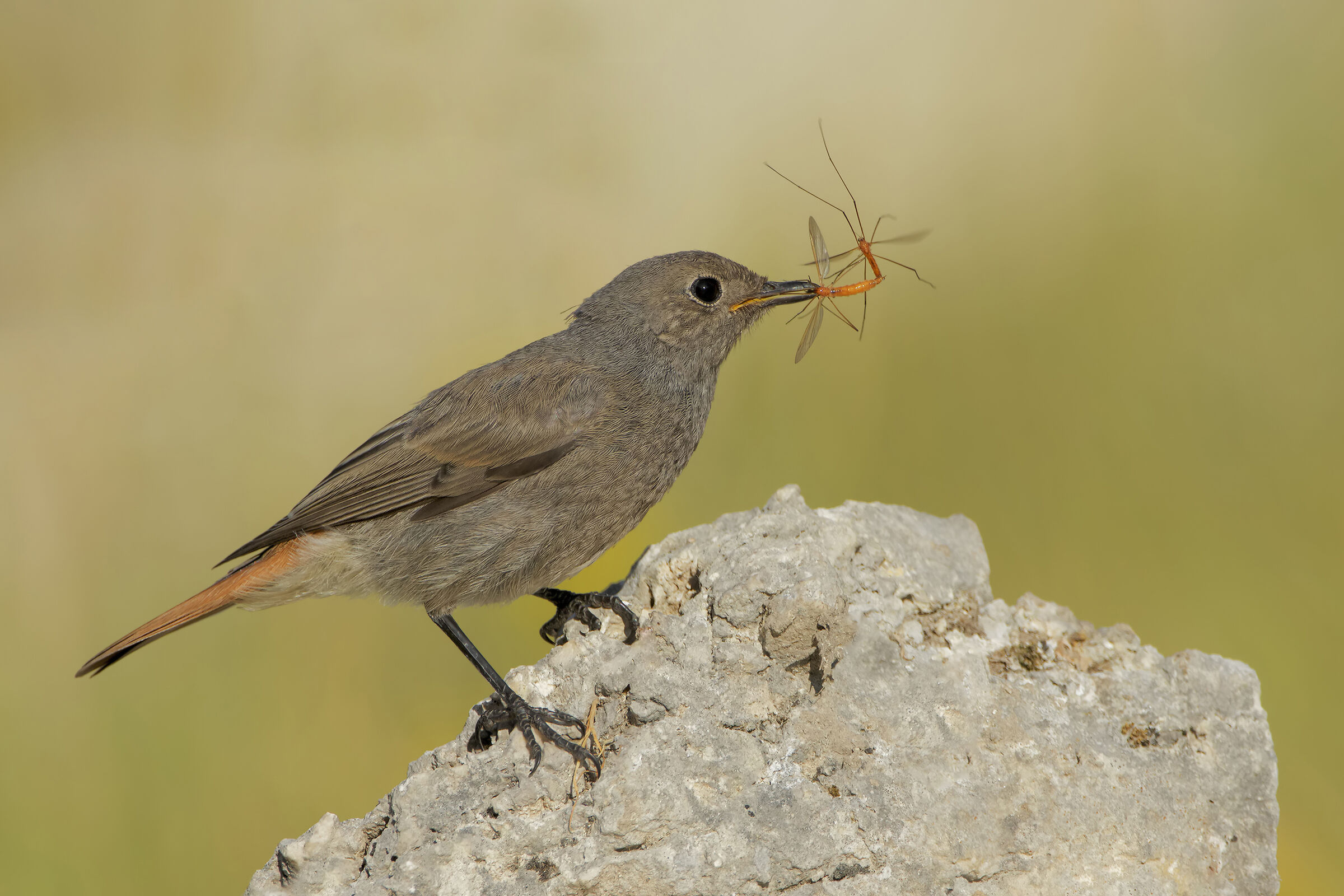 Black redstart