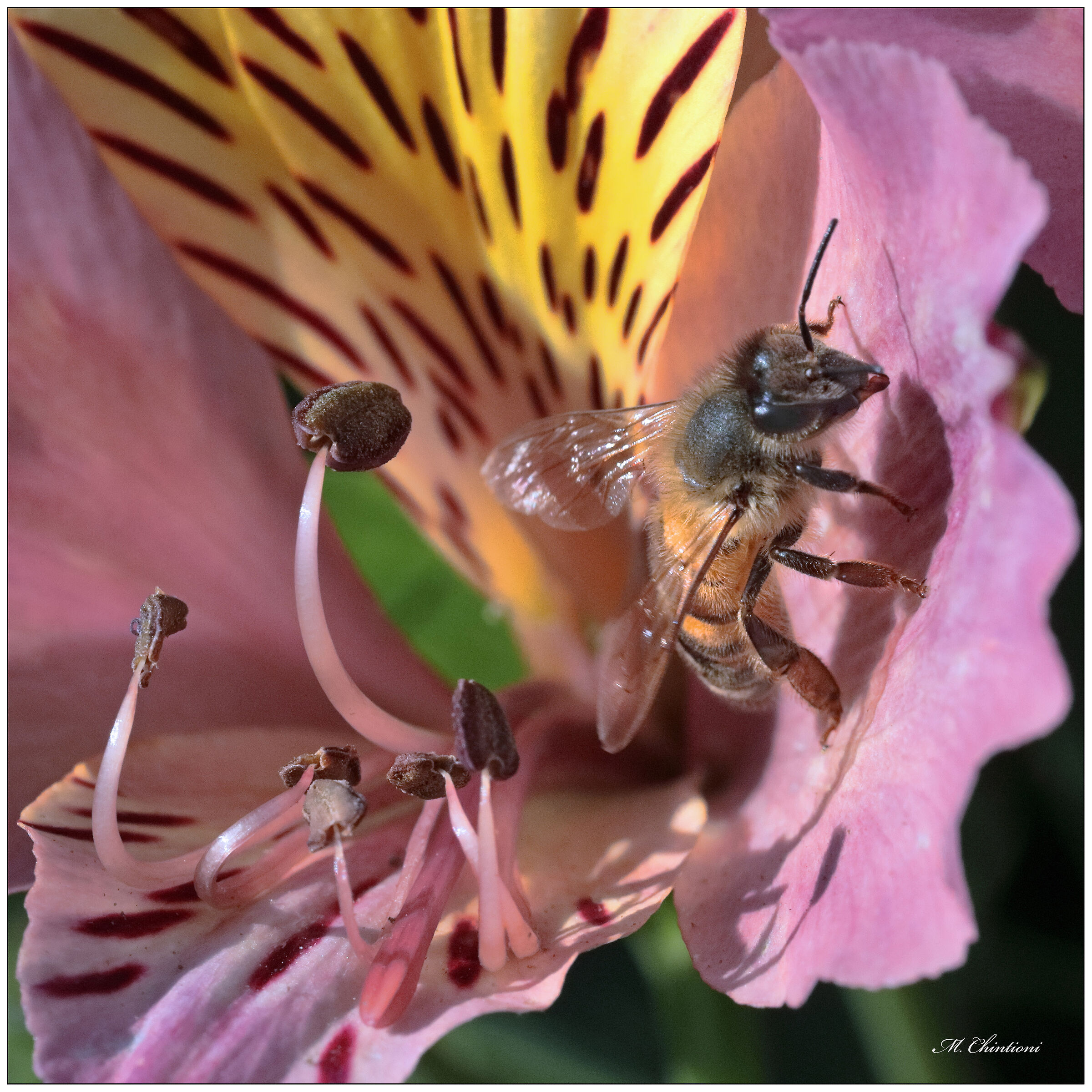 Bee on Astroemeria